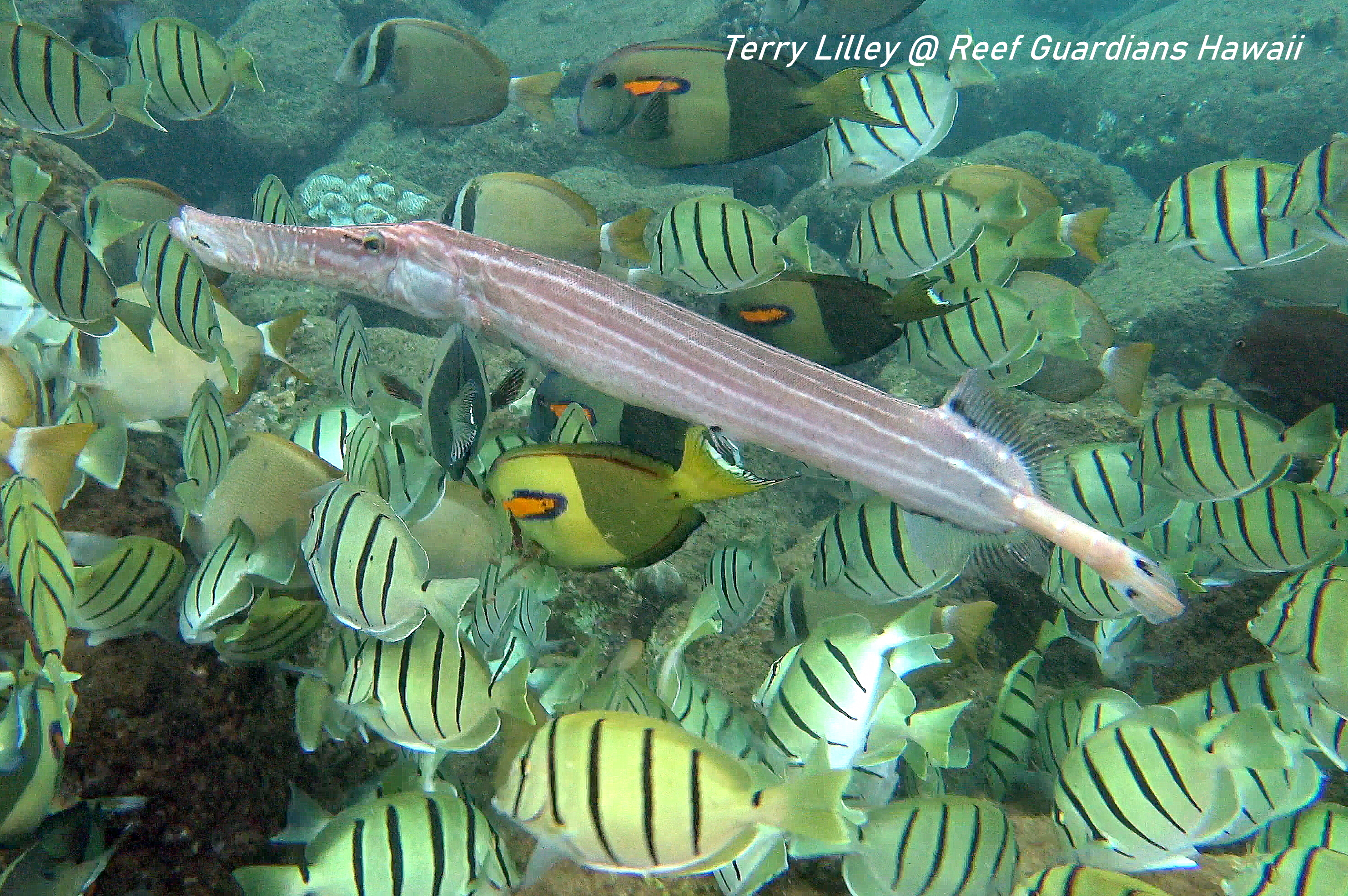 Trumpetfish Striped Phase