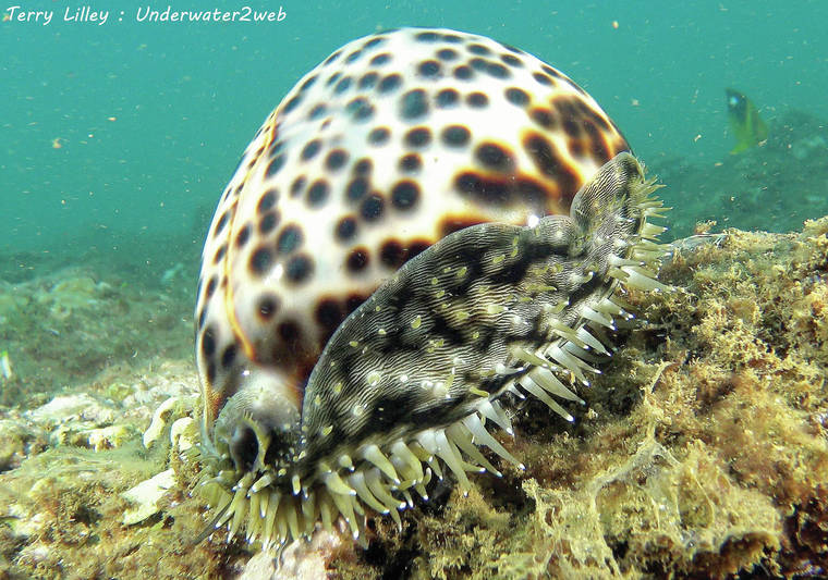 Tiger Cowry