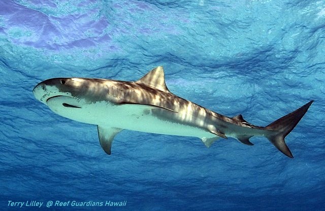 Tiger Shark