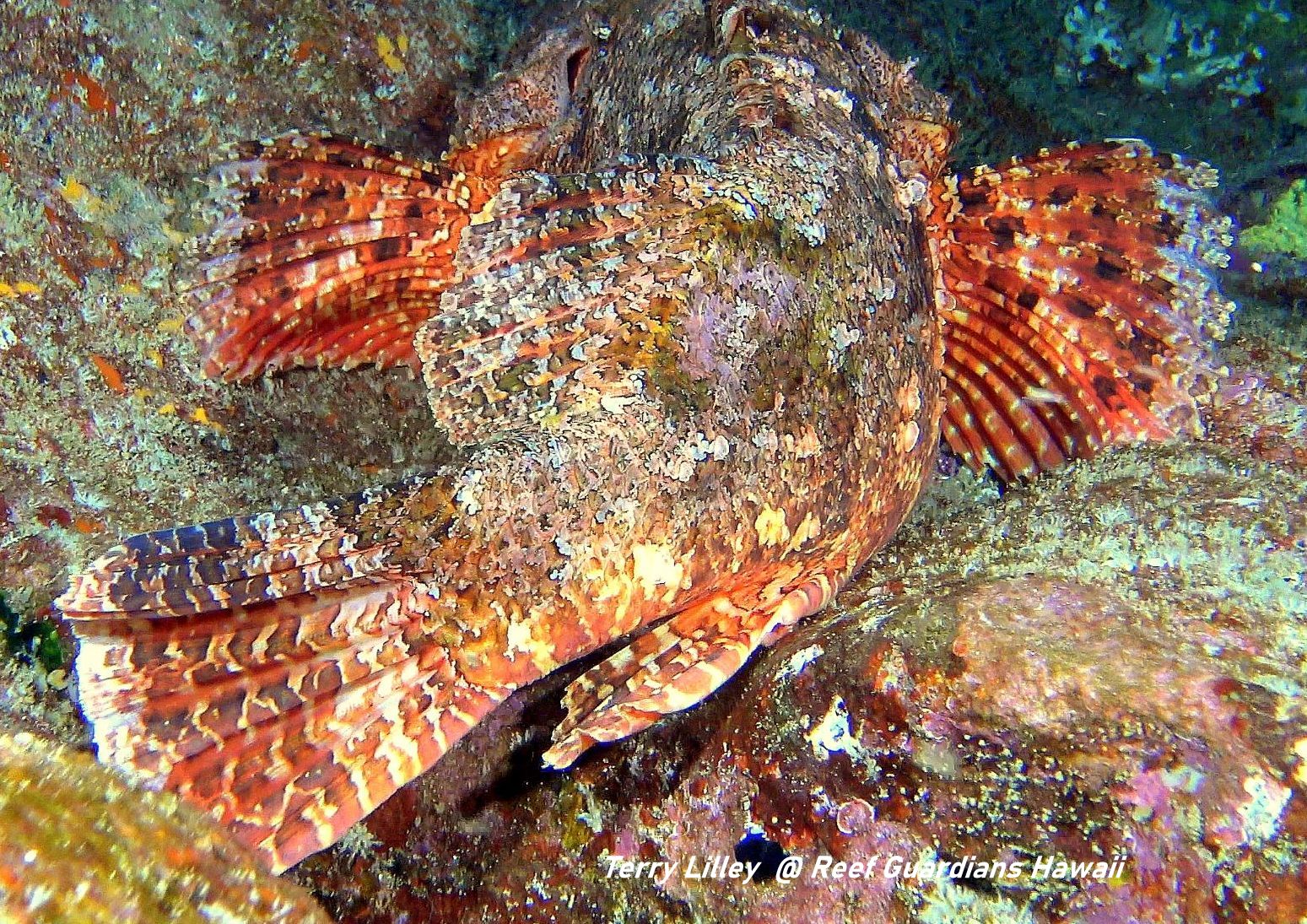 Titan Scorpionfish