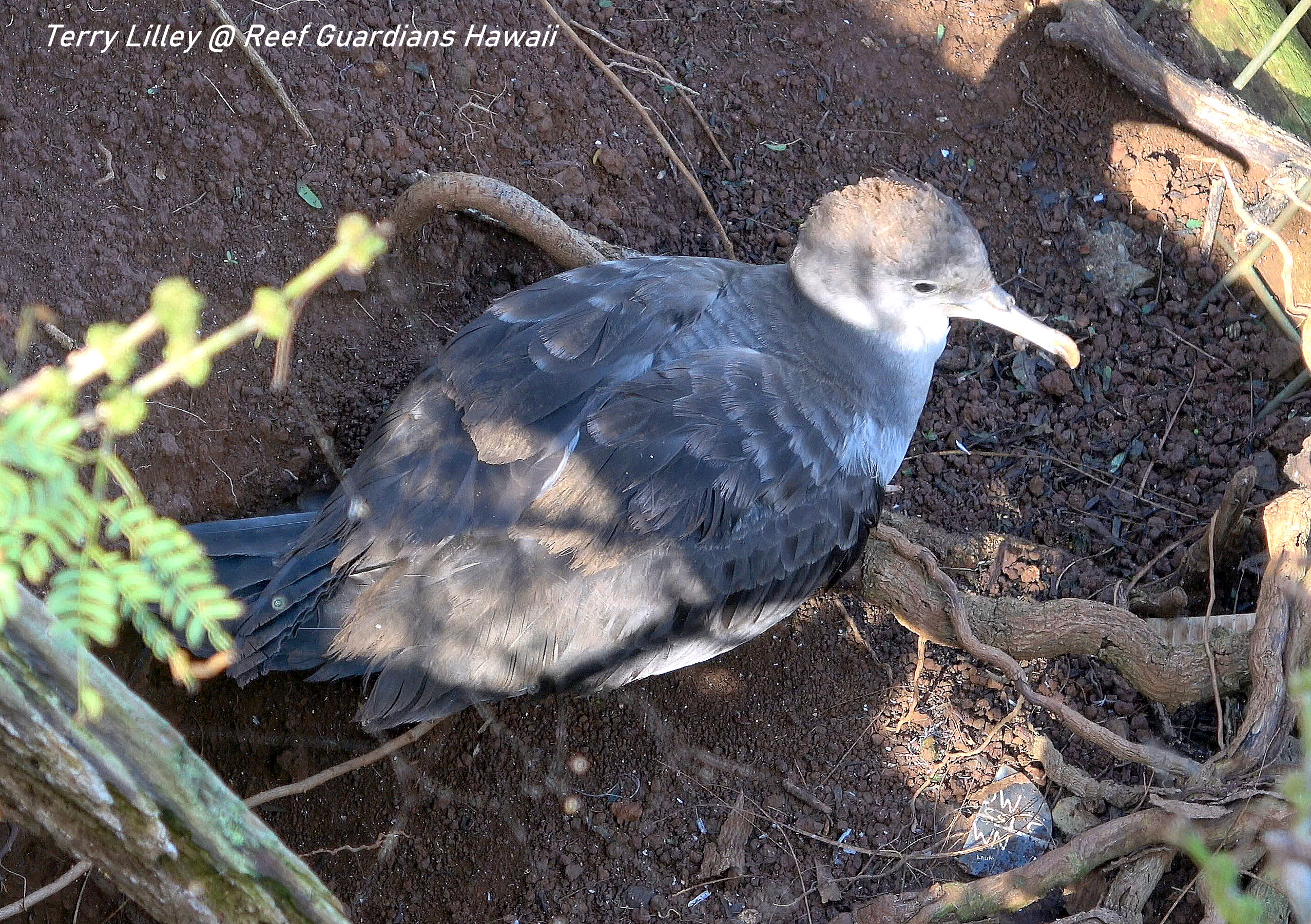 Wedge-tailed Shearwater