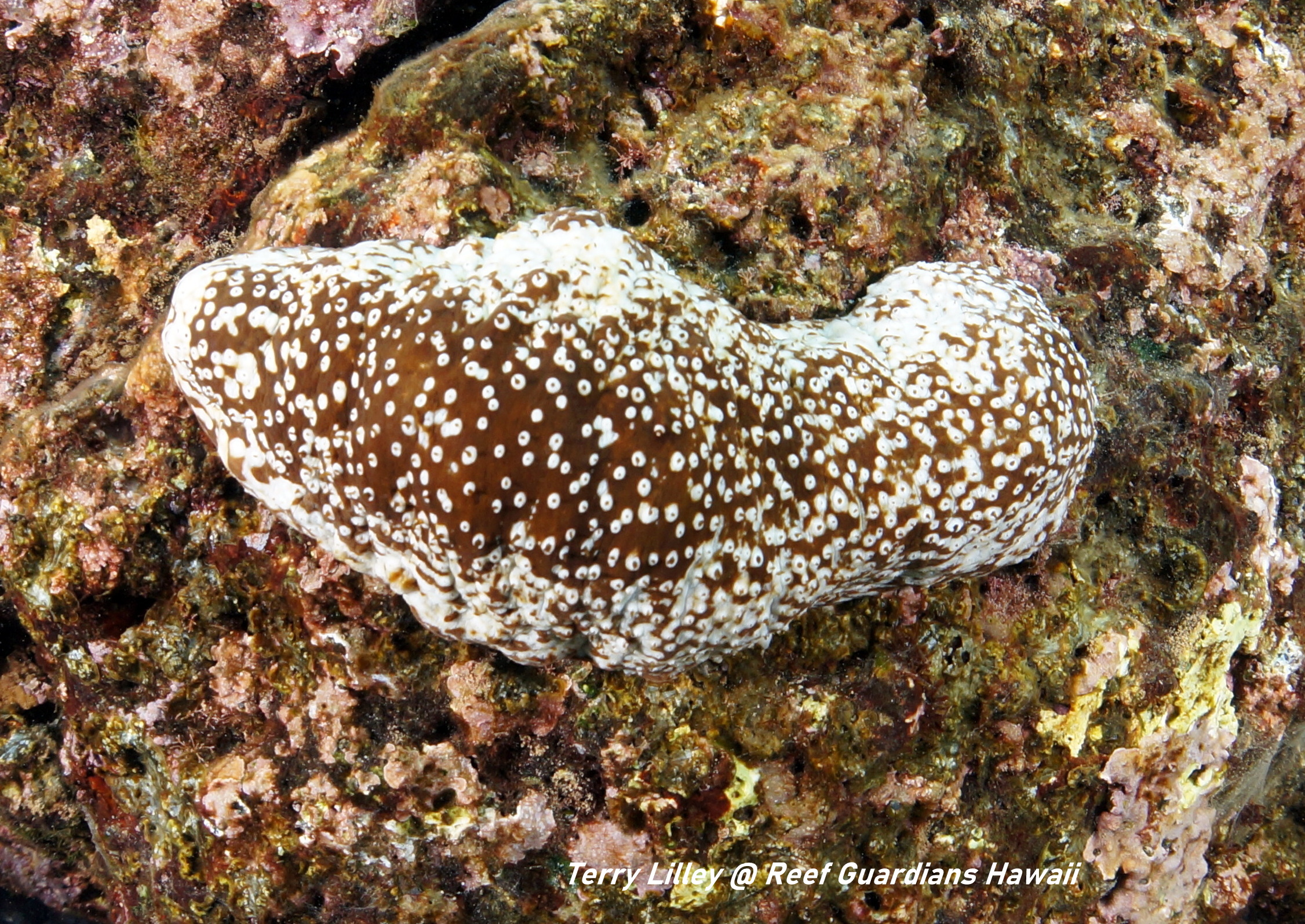 White-Spotted Sea Cumber