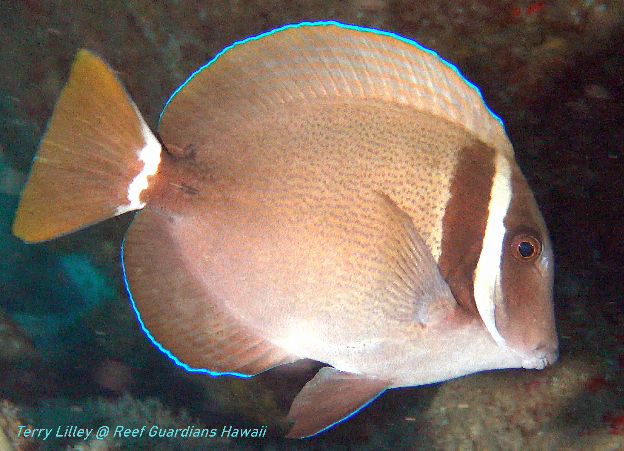 Whitebar Surgeonfish