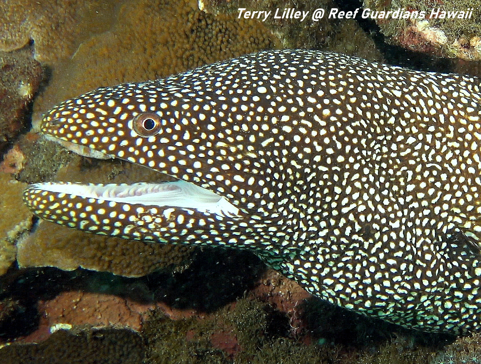 Whitemouth Moray Eel