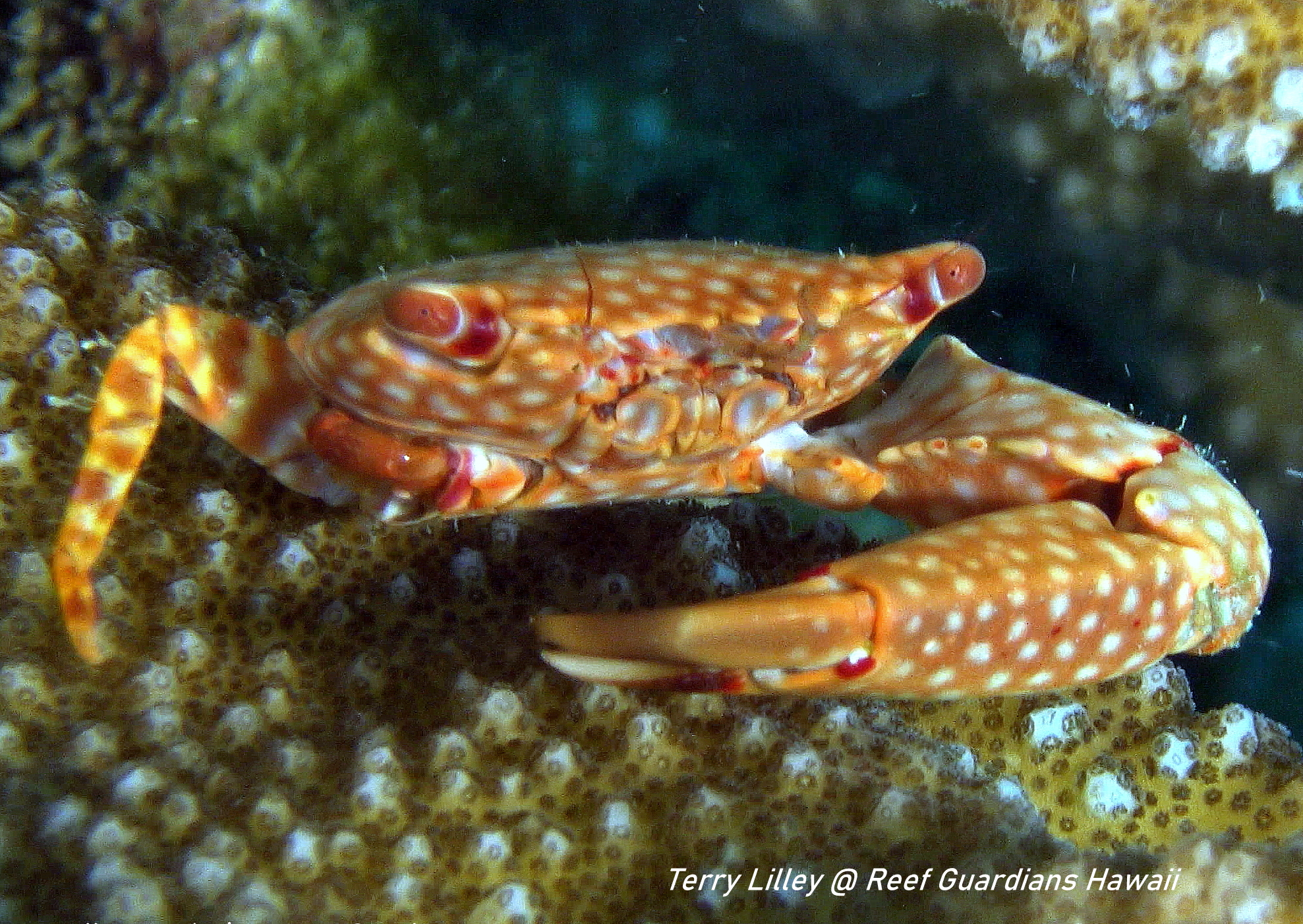 Yellow-Spotted Guard Crab
