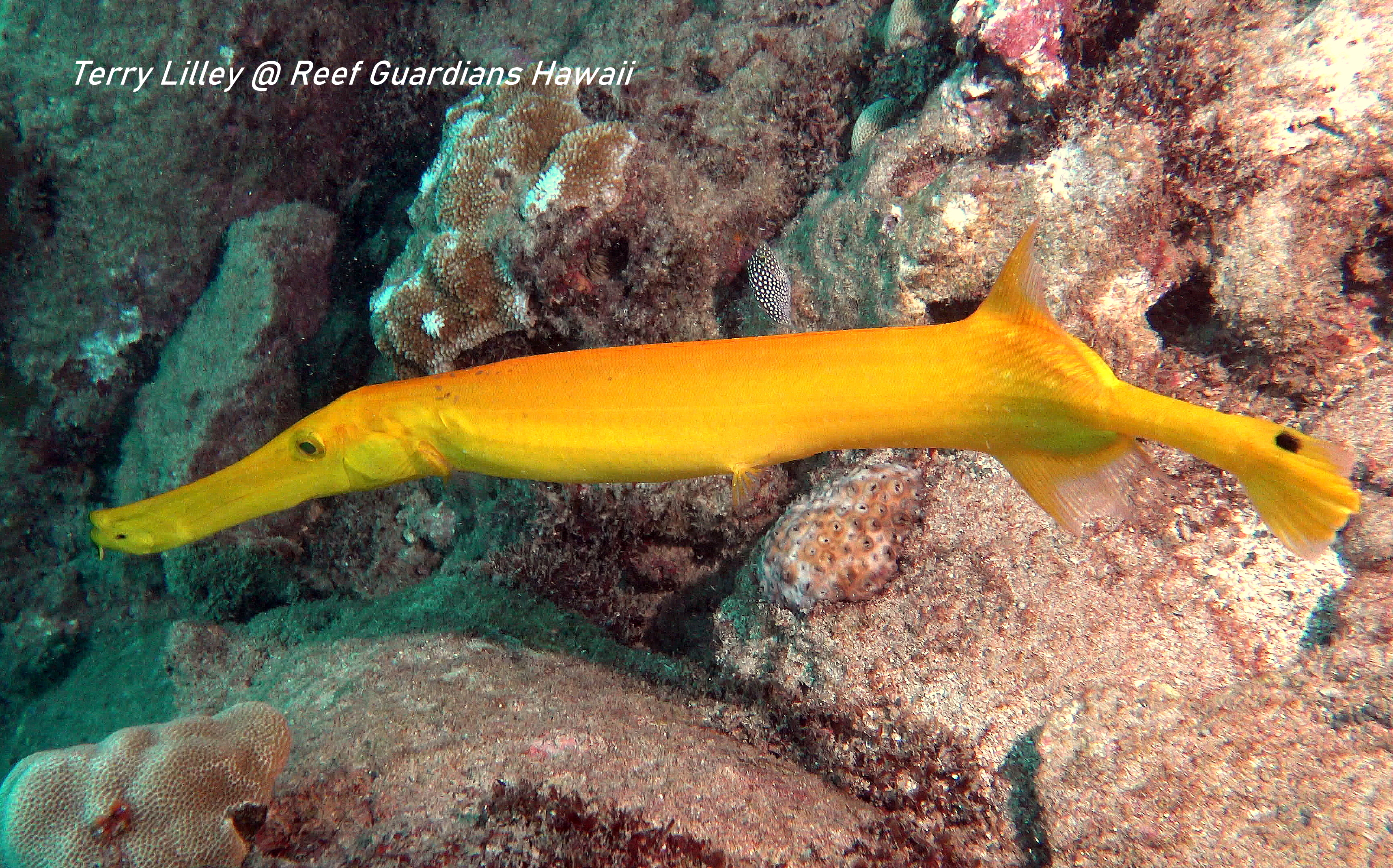 Trumpetfish  Yellow Phase
