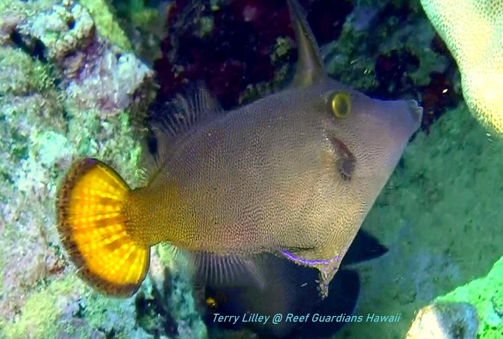 Yellowtail Filefish