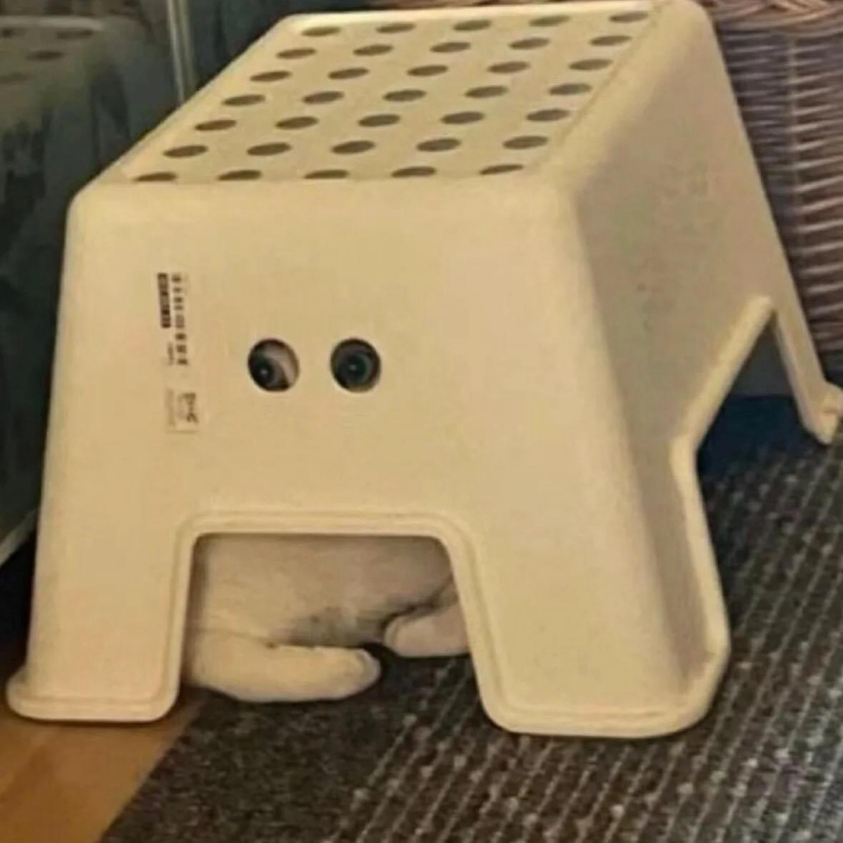 宇