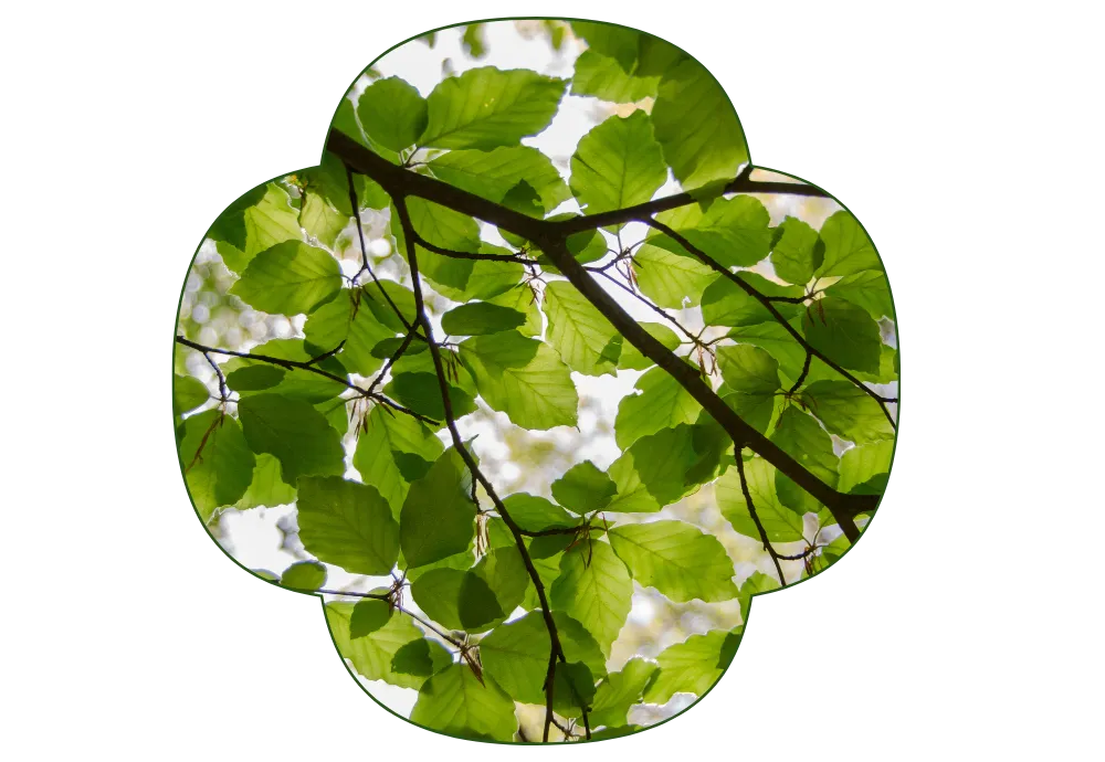 photo d'une branche d'arbre