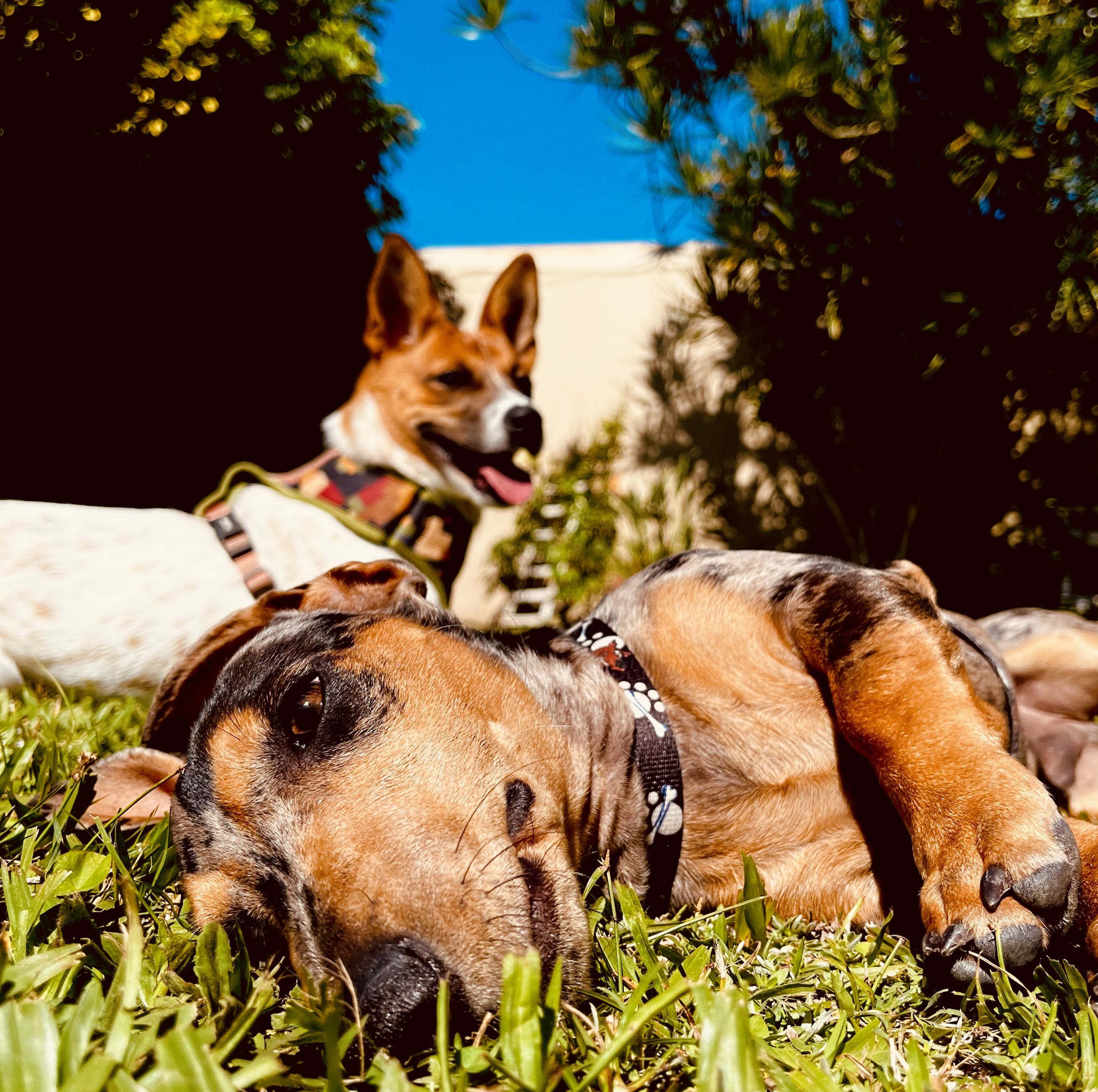 Cachorro feliz durante o dia