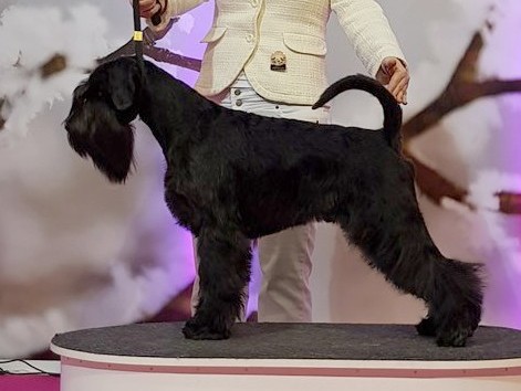Valegro od Dalajského potoka Black Standard Schnauzer