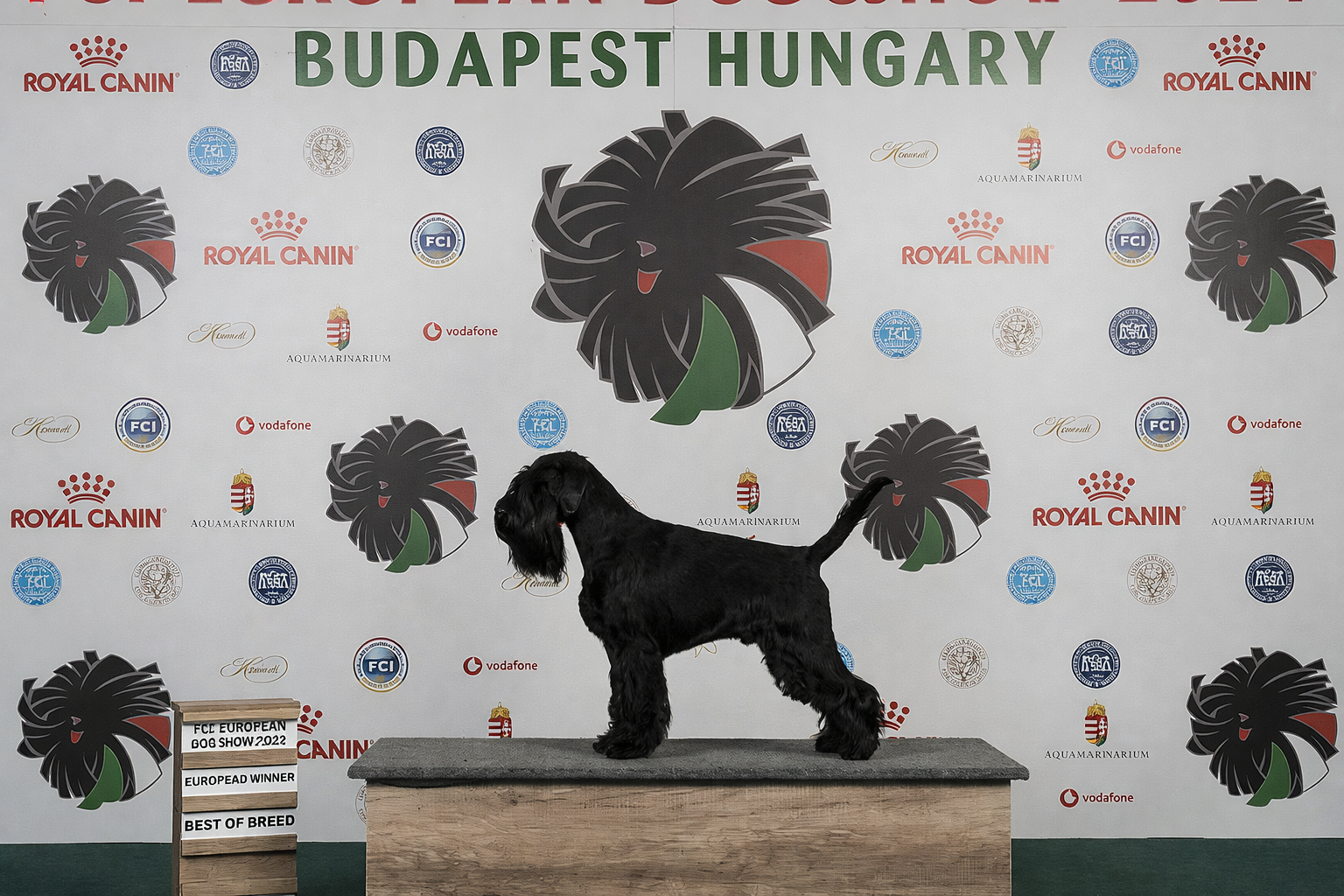Blue Berry od Dalajského potoka – Standard Schnauzer
