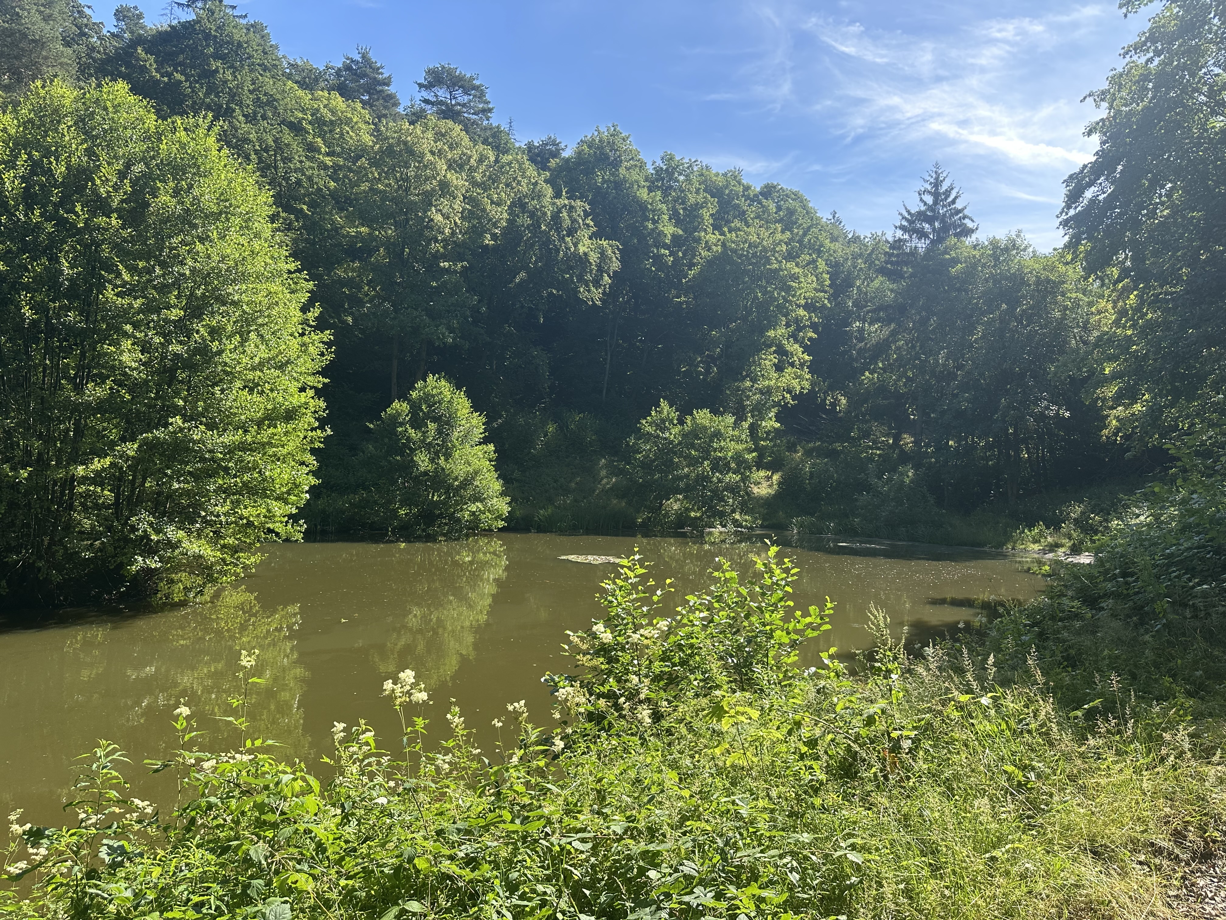 Heckenhainweiher – Gewässer des ASV Reifenberg