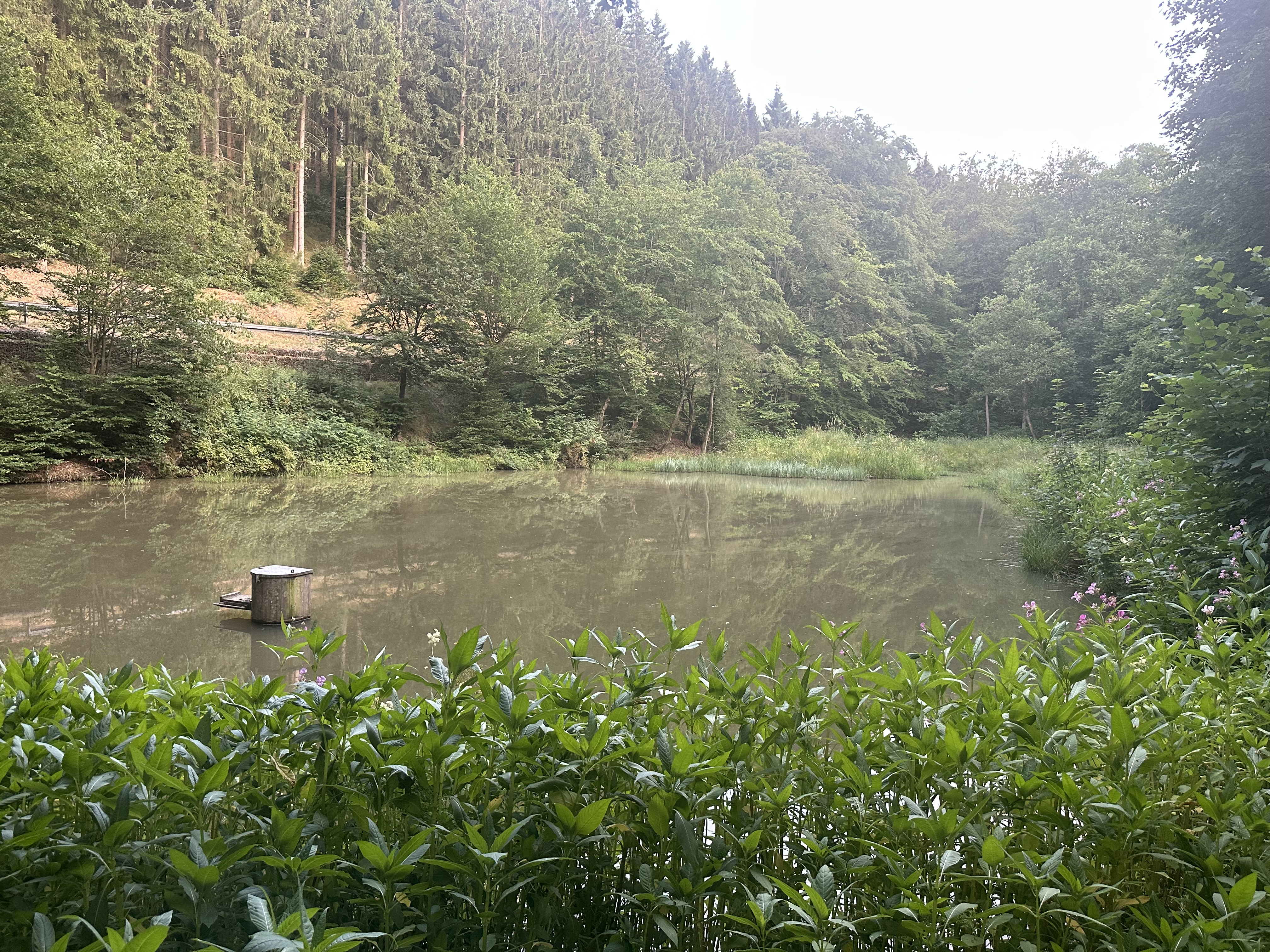 Ochsenweiher – Gewässer des ASV Reifenberg