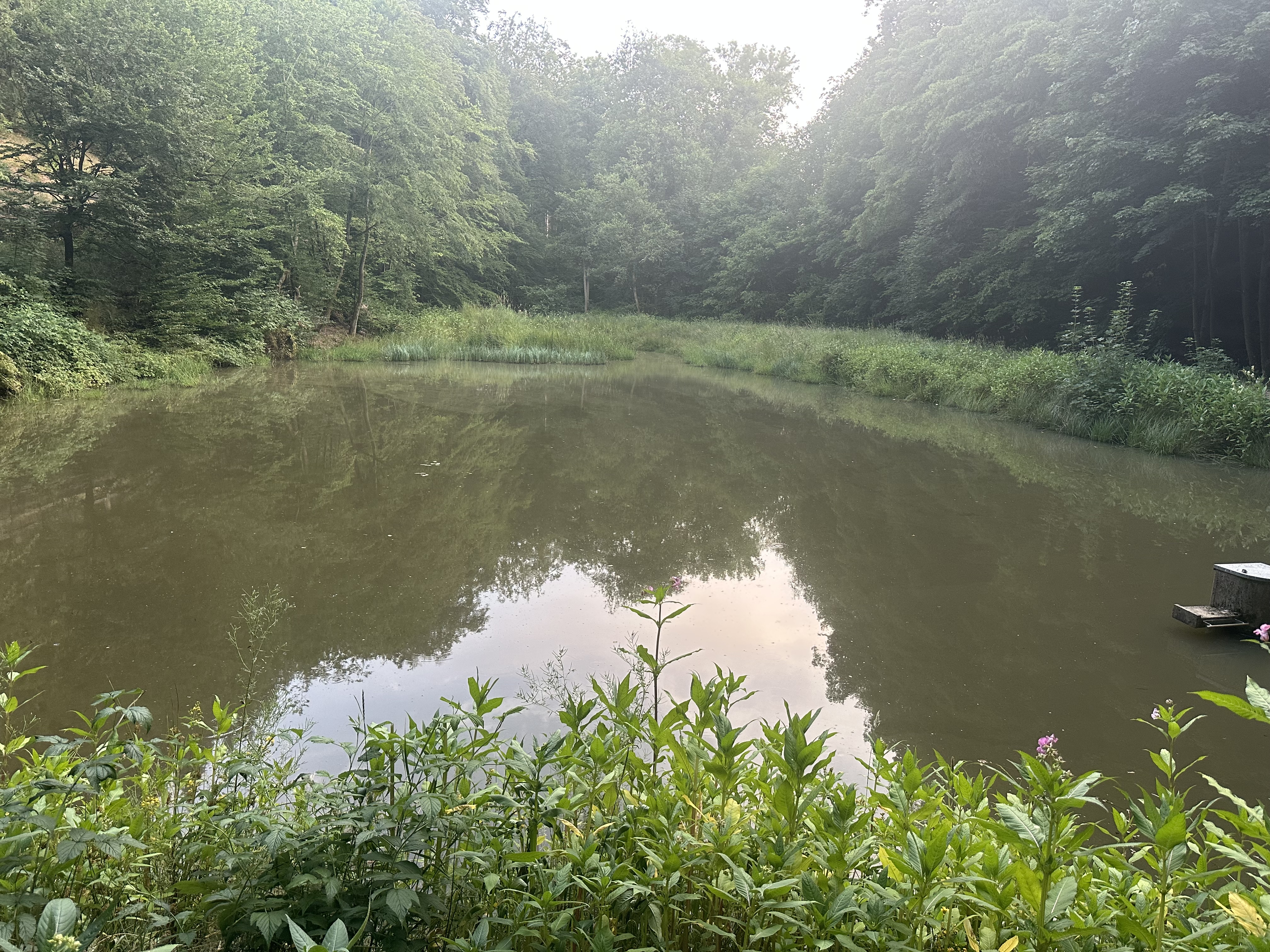 Ochsenweiher – weiteres Bild