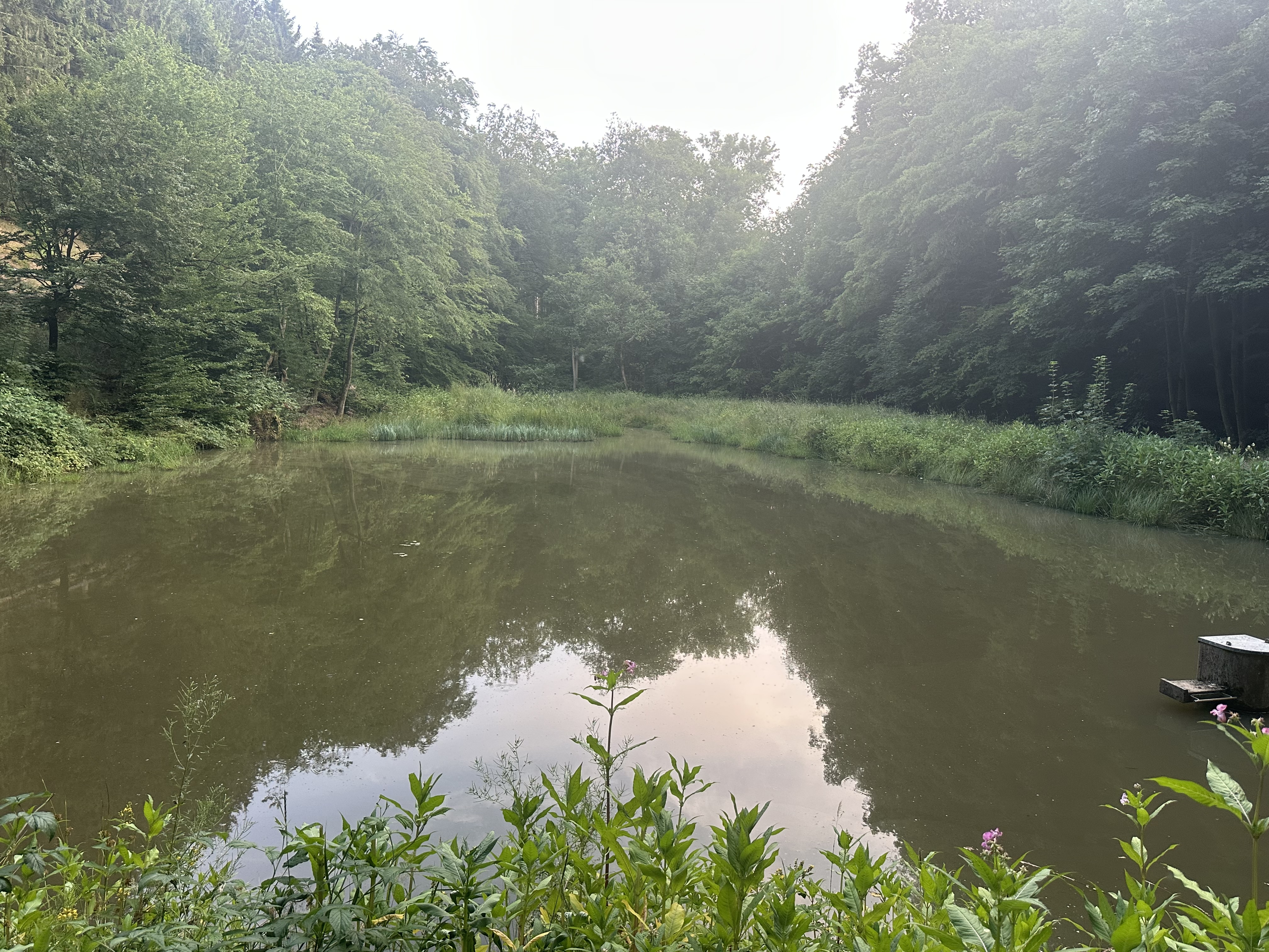 Ochsenweiher – weiteres Bild