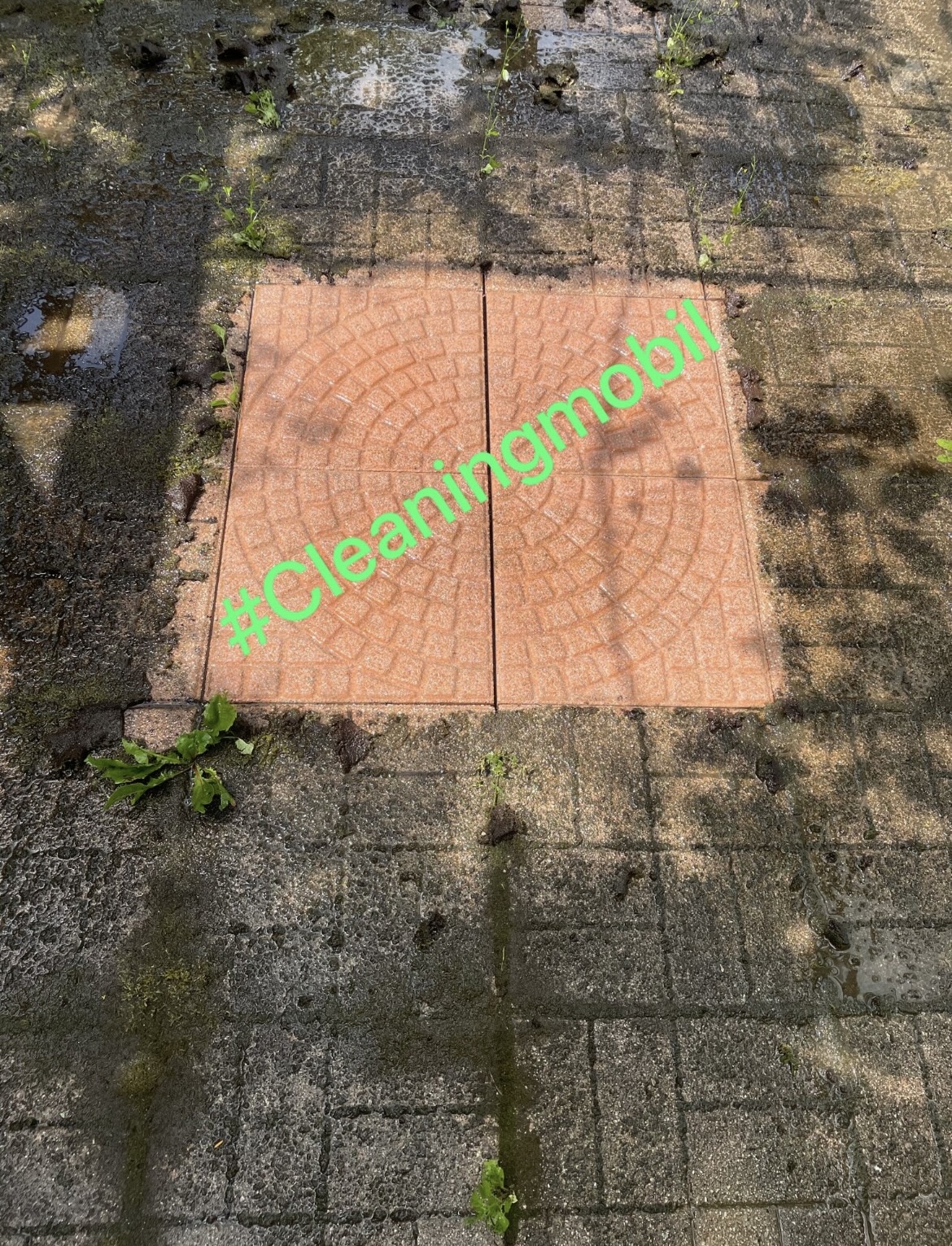 Cleaningmobil-Hauer