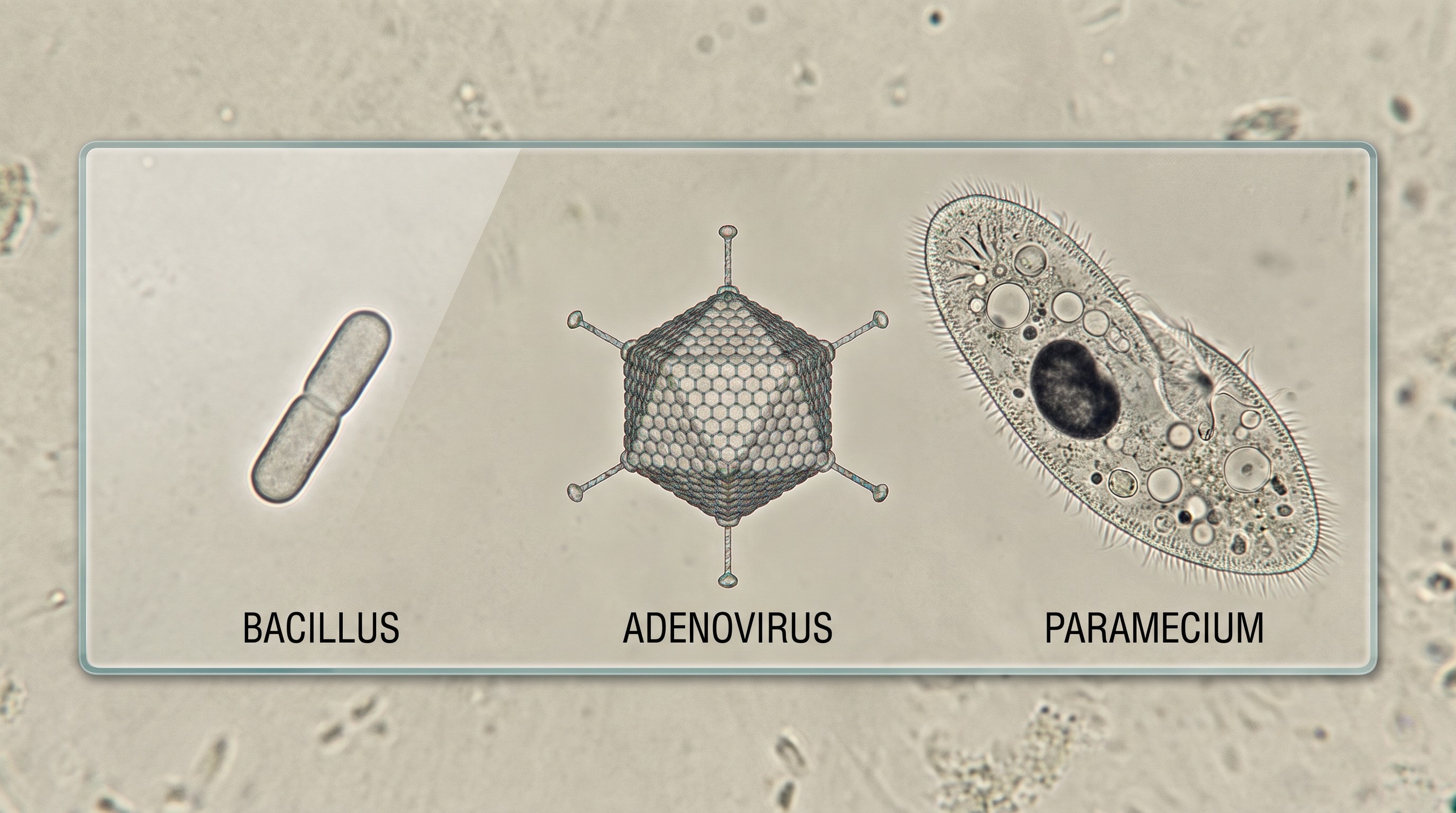 The Hidden World of Protozoans: Nature's Tiny Survivors — scene 2