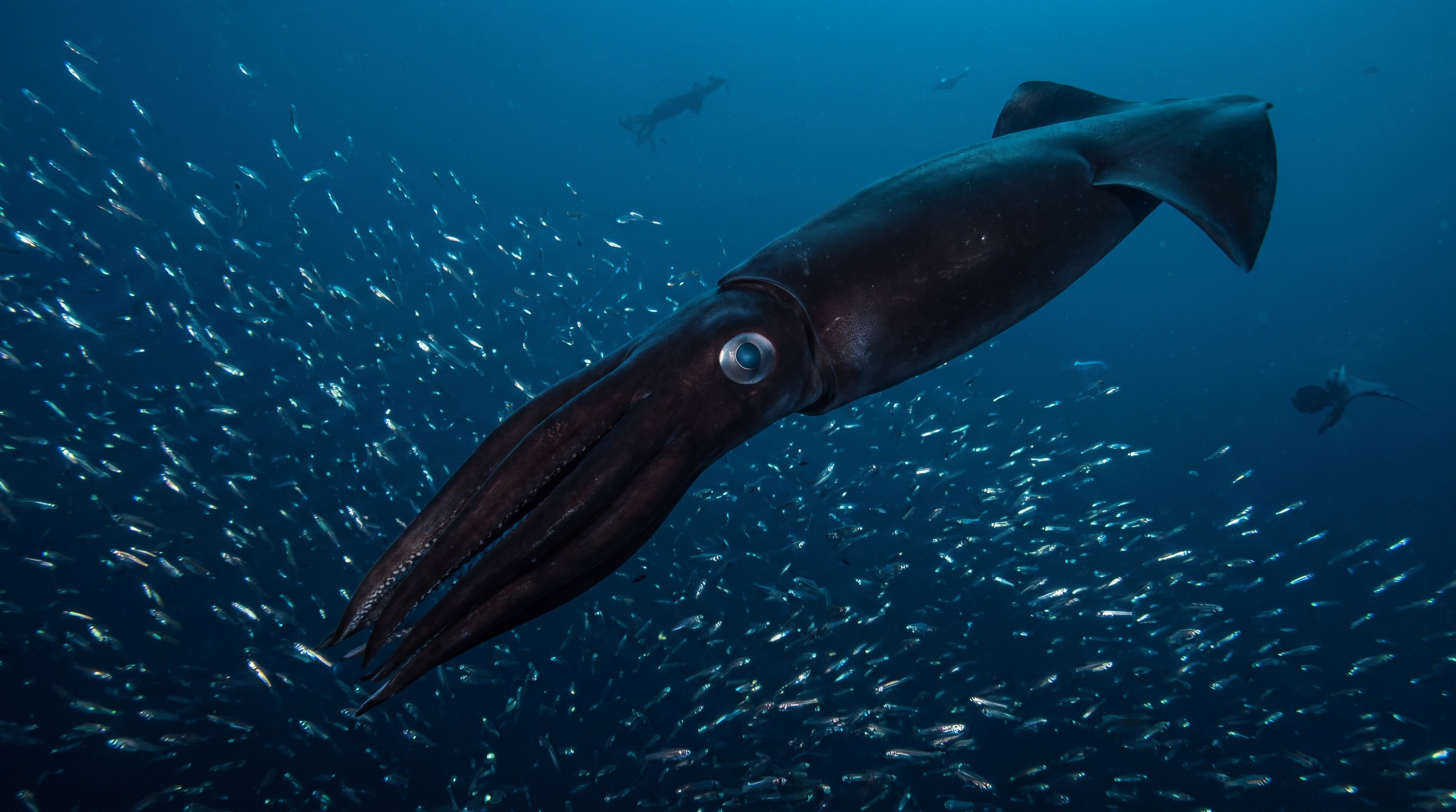 Secrets of the Midnight Zone: Life in the Deep Sea — scene 3
