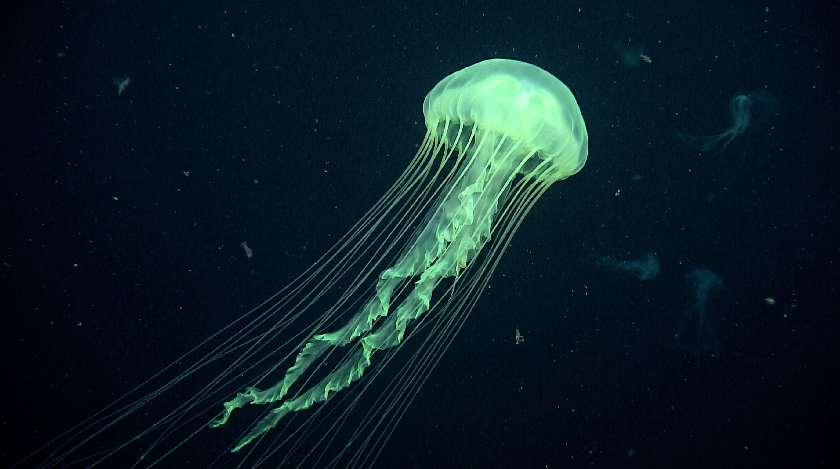 Secrets of the Midnight Zone: Life in the Deep Sea — scene 4