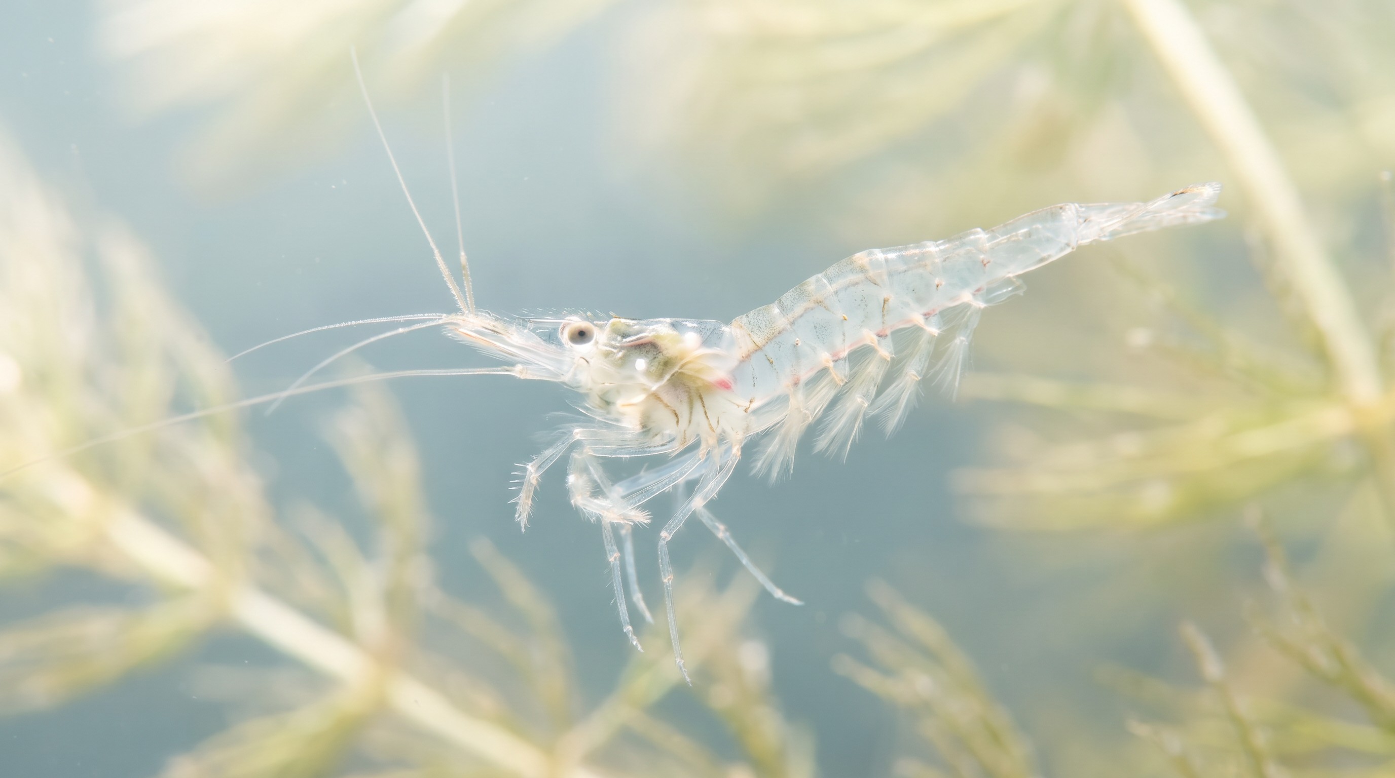 Secrets of the Midnight Zone: Life in the Deep Sea — scene 6