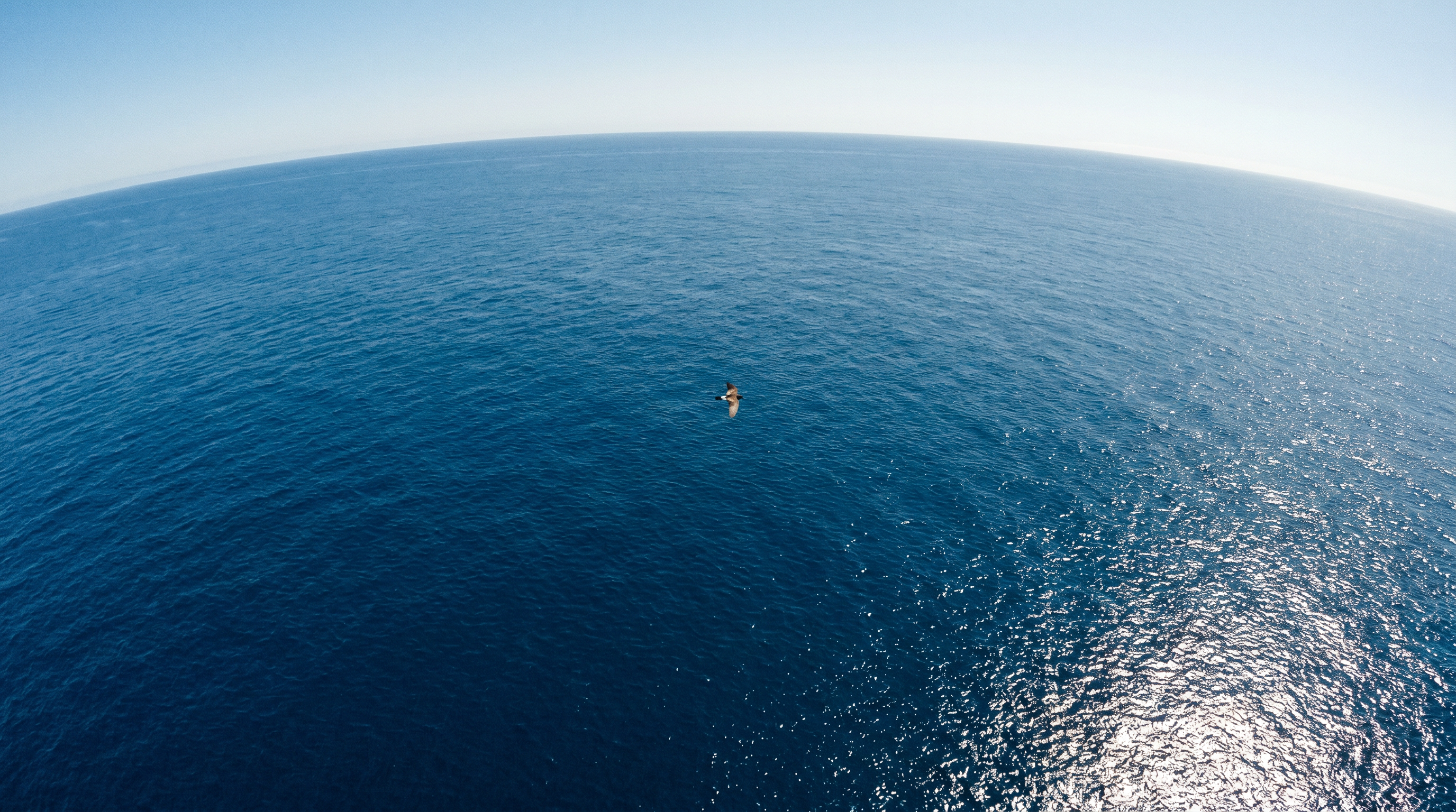 The Incredible Journey: How Birds Navigate the Globe — scene 1