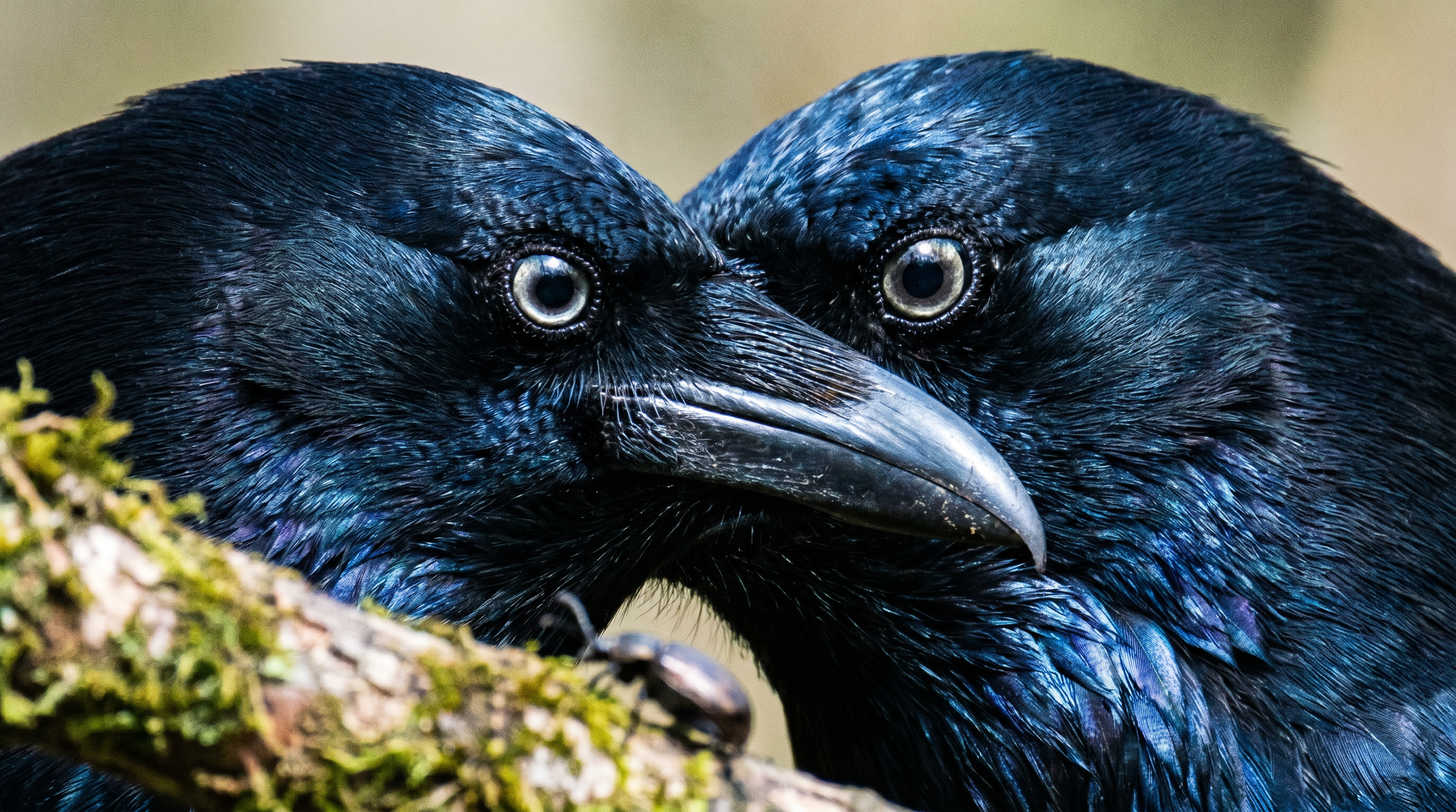 The Crow's Memory: Secrets of Avian Recognition — scene 1