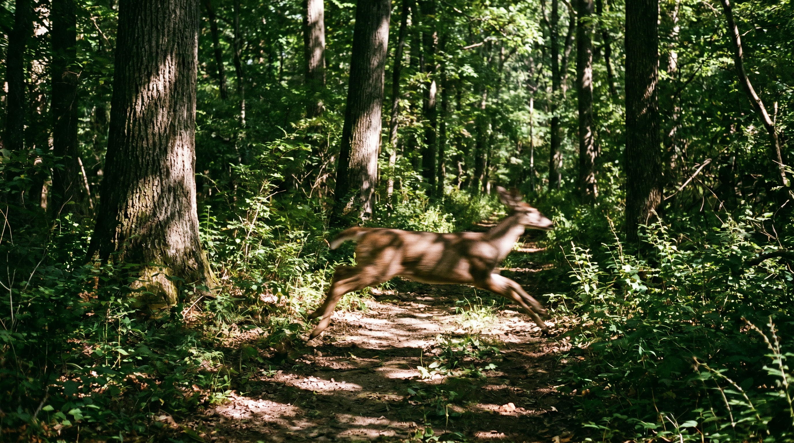 The Science of Your Adrenaline Rush — scene 5