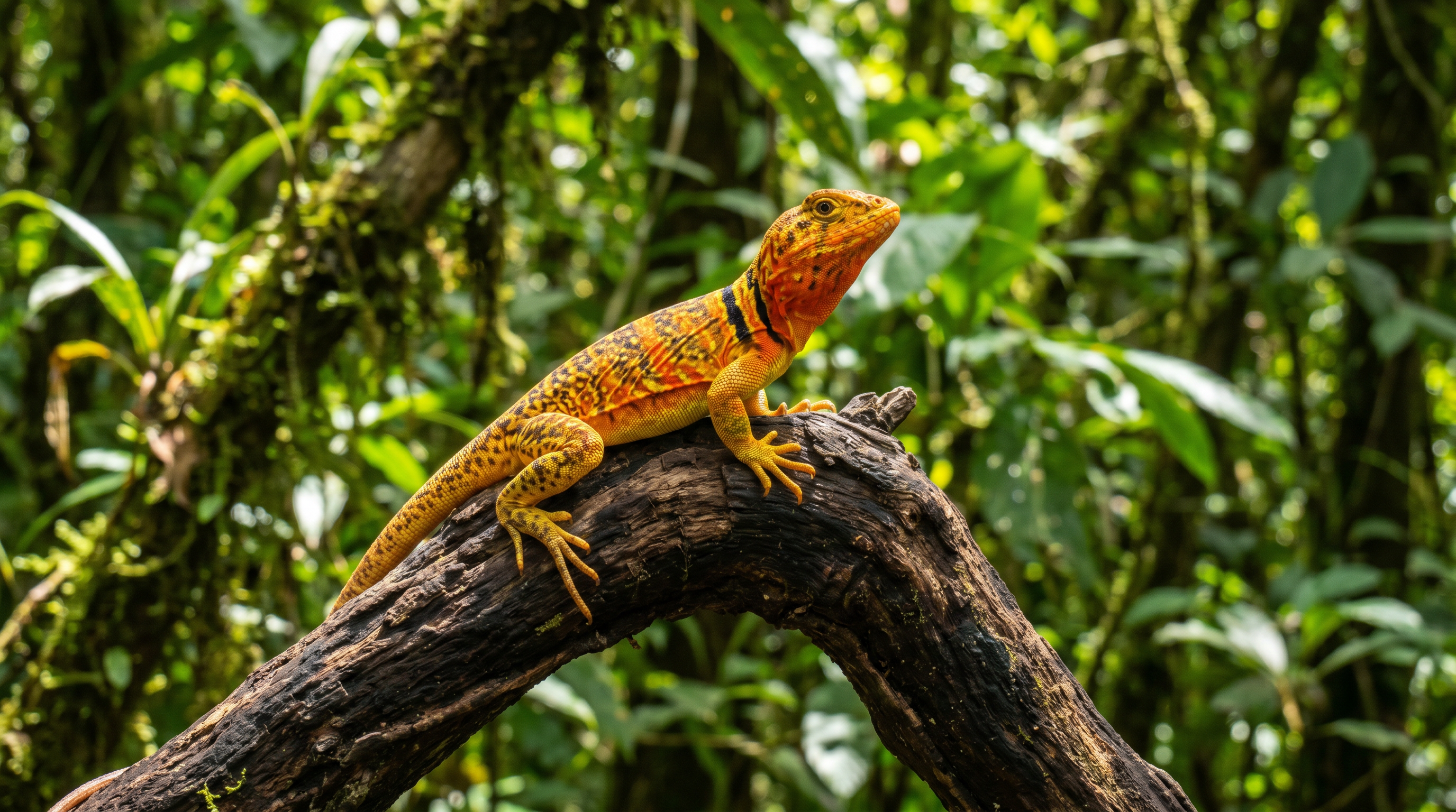 The Secret Language of Chameleon Skin — scene 4