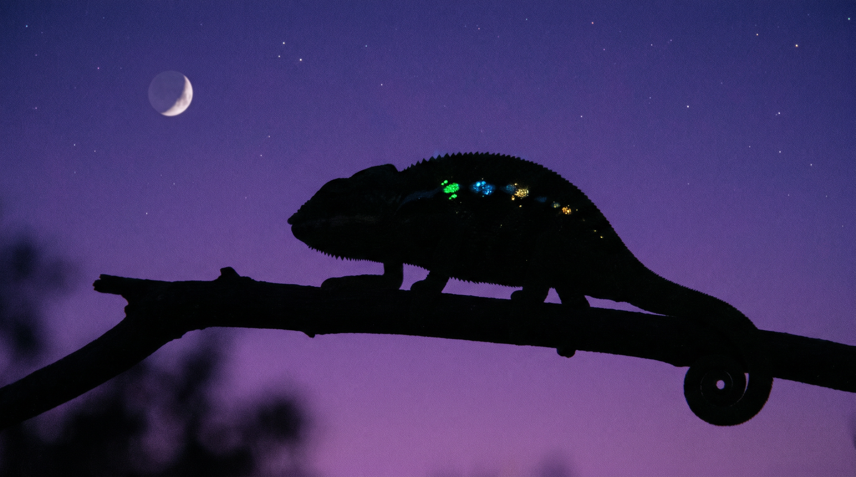 The Secret Language of Chameleon Skin — scene 7