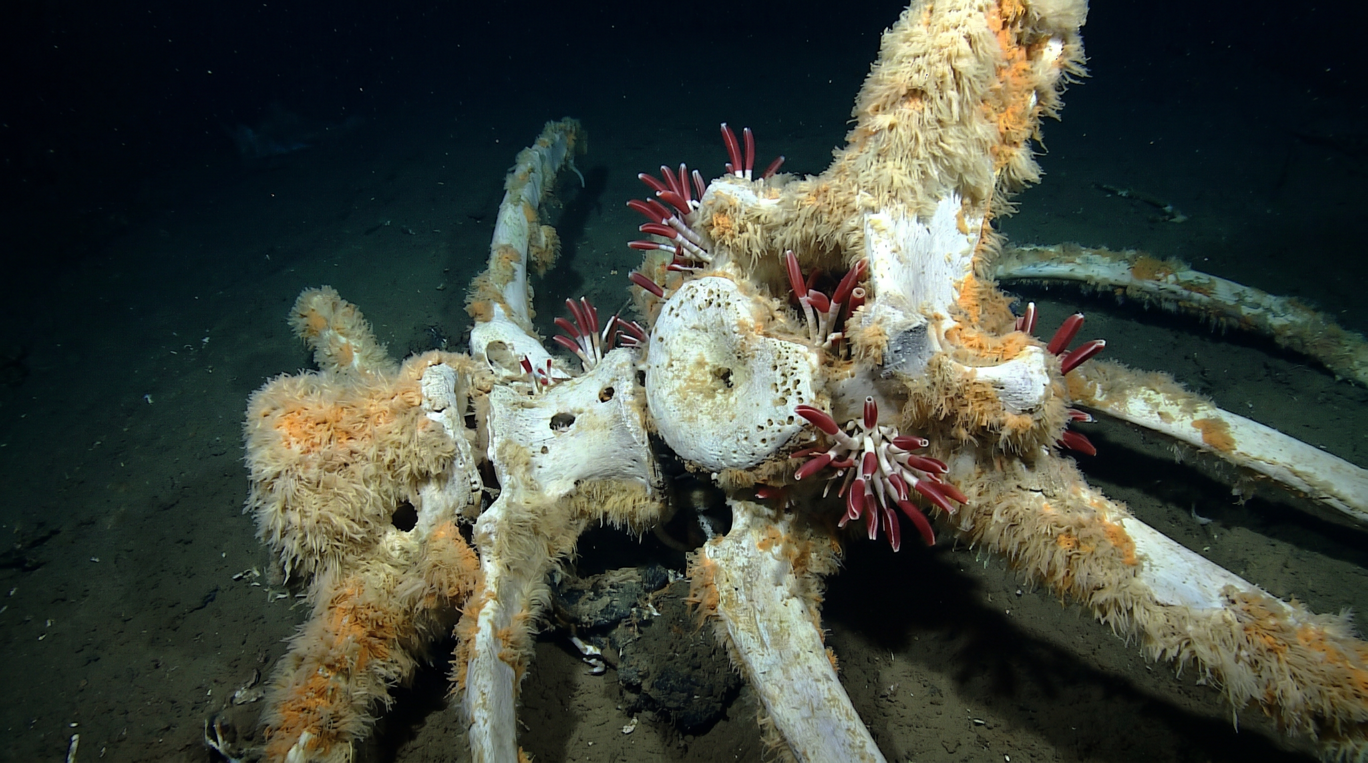 The Deep-Sea Banquet: How Whale Falls Feed the Abyss — scene 5