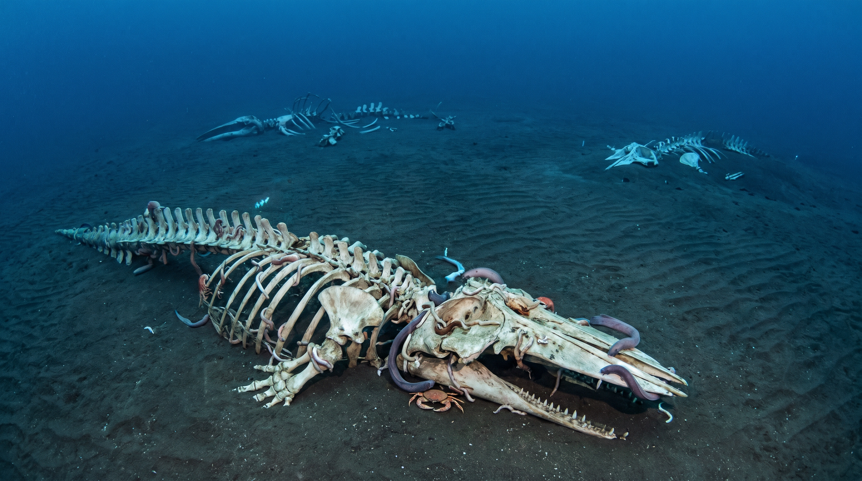 The Deep-Sea Banquet: How Whale Falls Feed the Abyss — scene 6