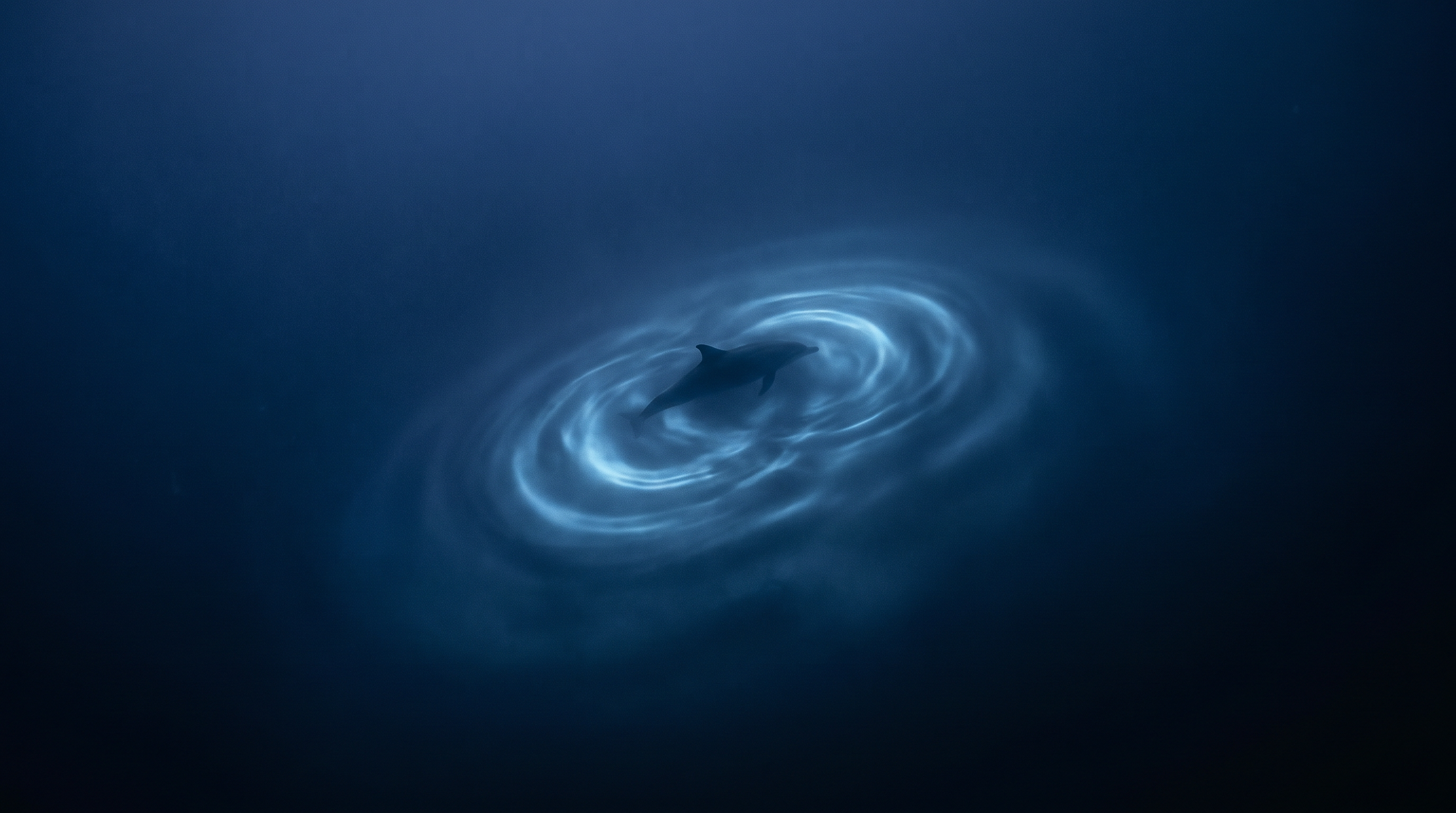 Dolphin Super-Senses: Seeing with Sound — scene 1