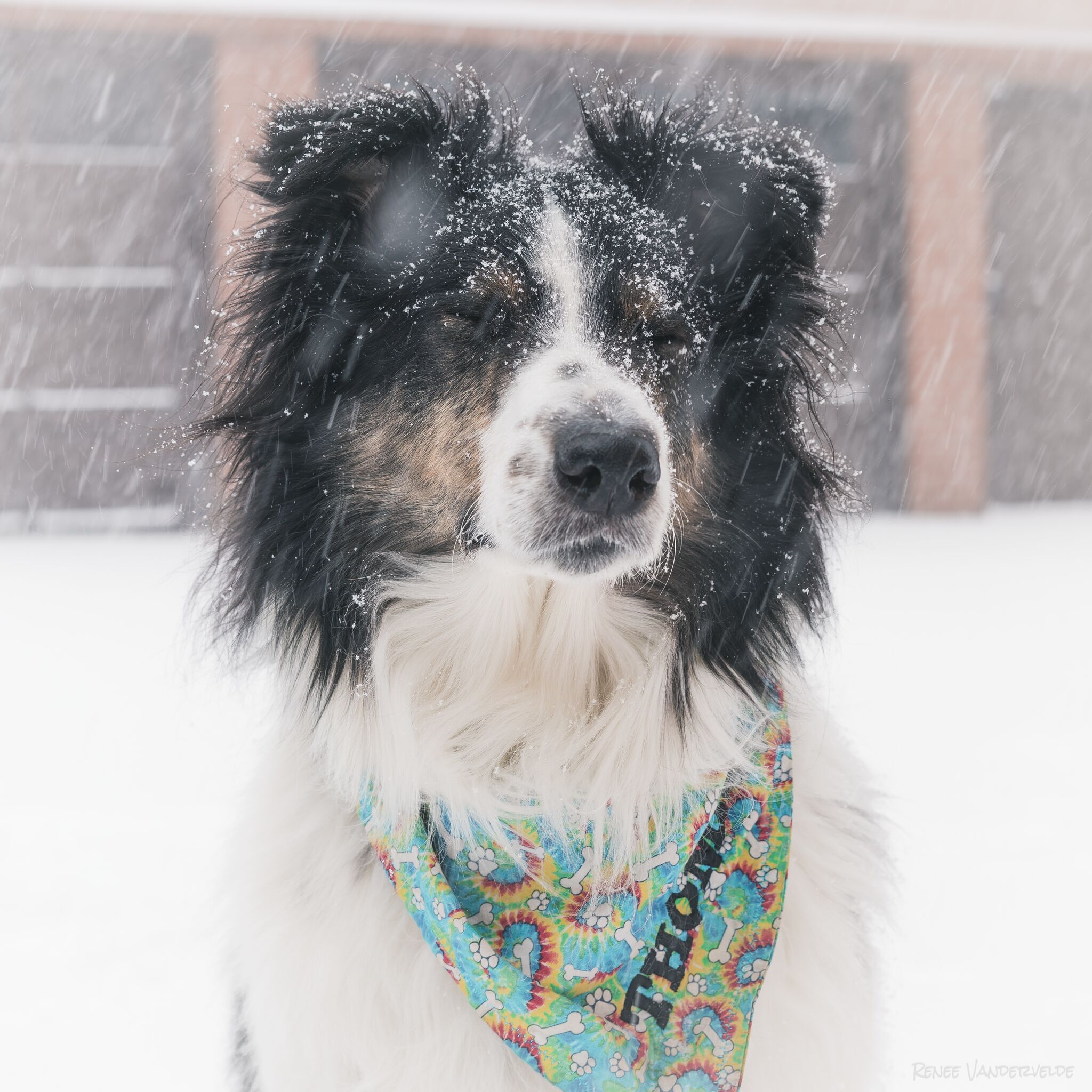 A border collie outside in the snow, their eyes are closed and they look happy as snow accumulates on their face