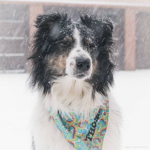 A border collie outside in the snow, their eyes are closed and they look happy as snow accumulates on their face