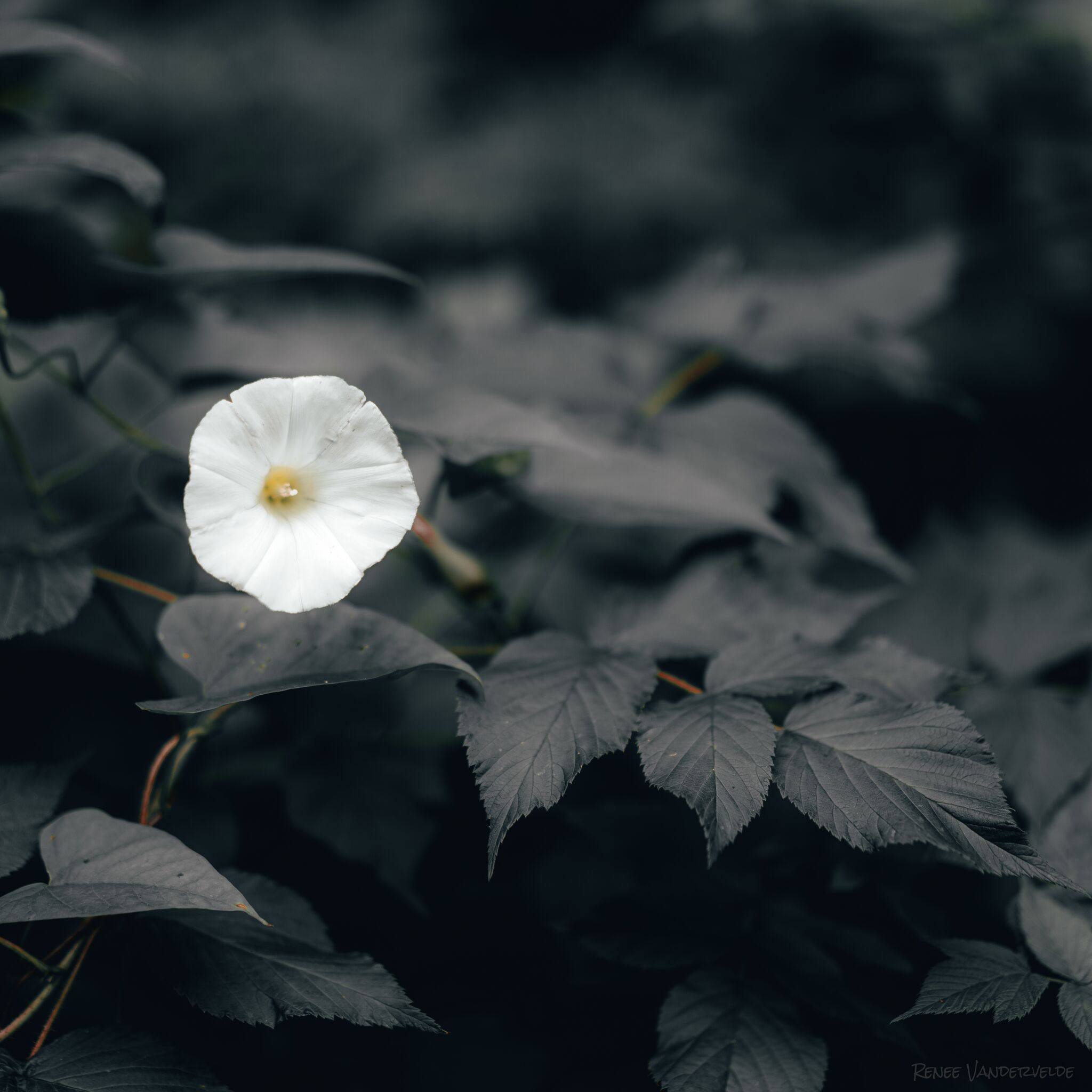 A white flower blooms on a flower vine.