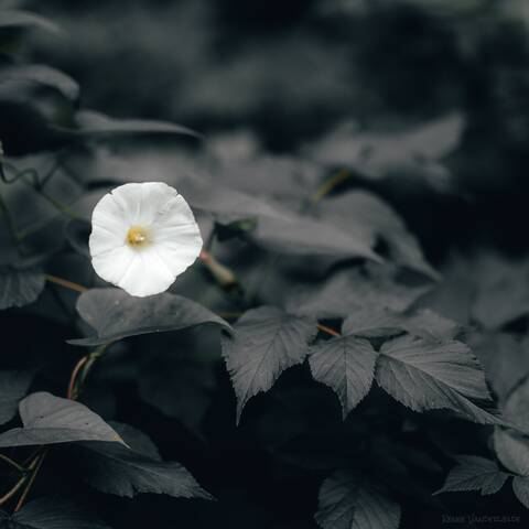 A white flower blooms on a flower vine.