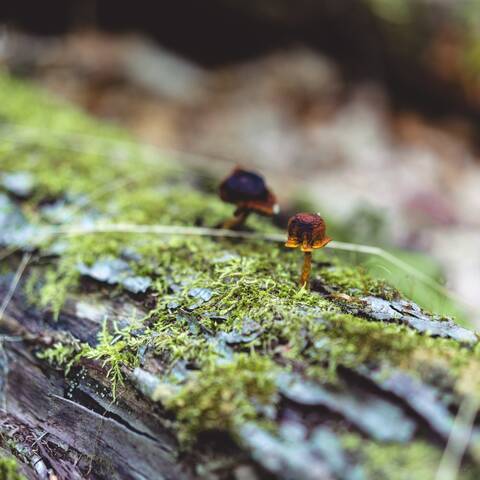 Two little dark-orange mushrooms on a log