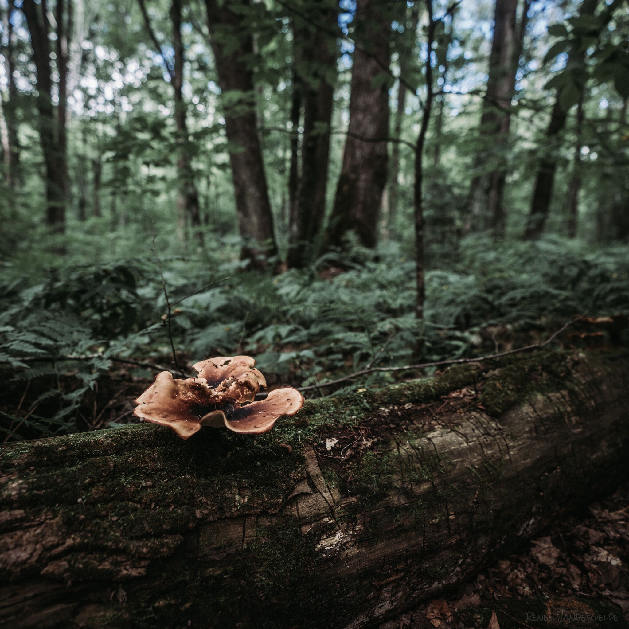 Photo of a log, covered in moss, with a mushroom growing out of it.