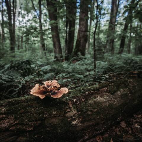 Photo of a log, covered in moss, with a mushroom growing out of it.
