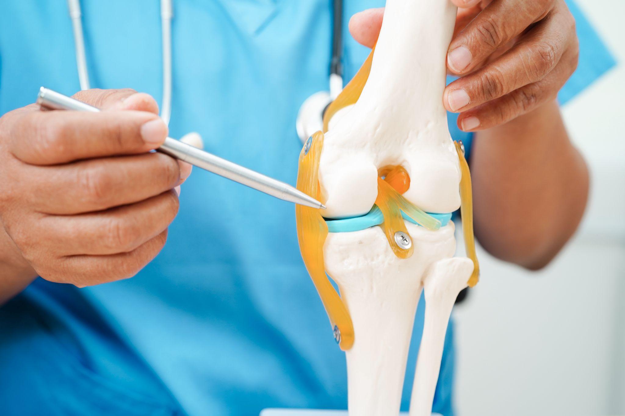 An orthopedic doctor showing the joints of the knee, for knee replacement.