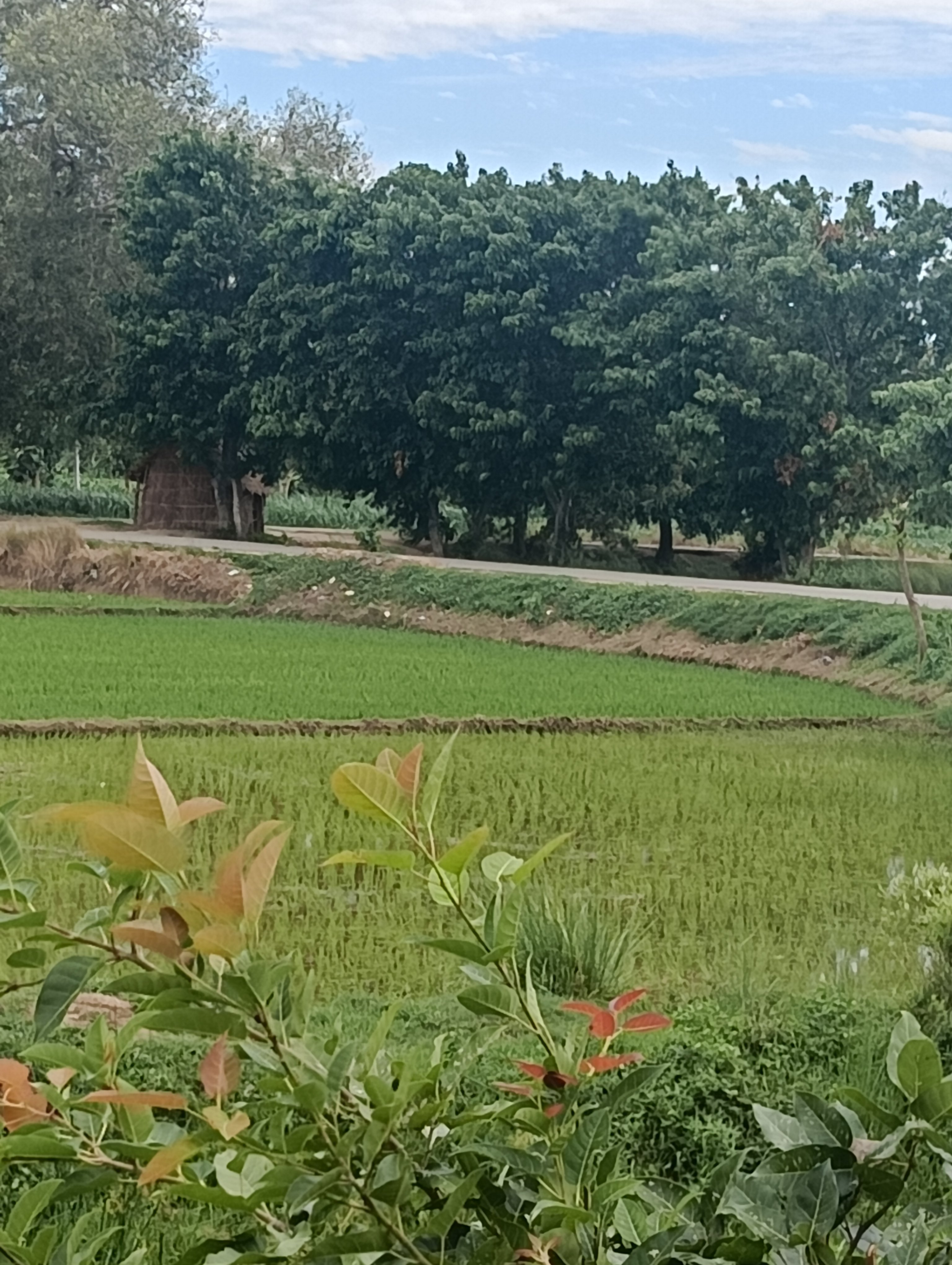 Land for rent in Location set — photo 1