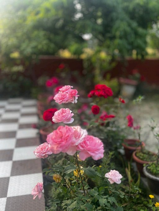 Charming 2BHK Furnished Apartment for Rent in Aman Residency