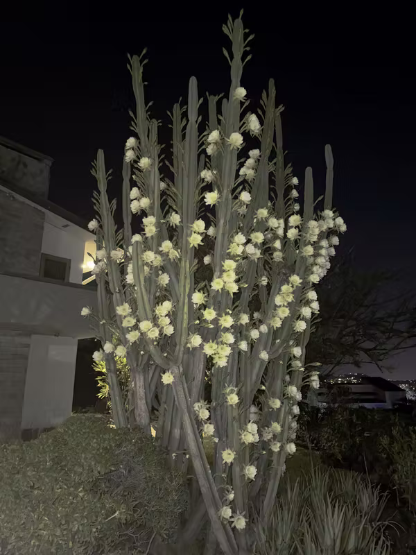 Amplia casa en Escazú con piscina y jardín 11