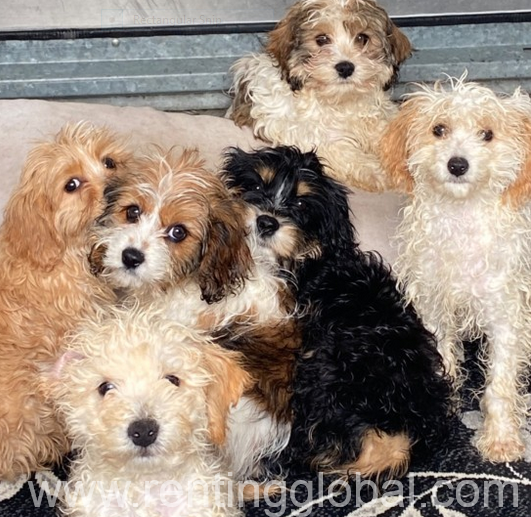 www.rentingglobal.com, renting, global, New York, NY, USA, Ready Now Cockapoo Mixed Litter