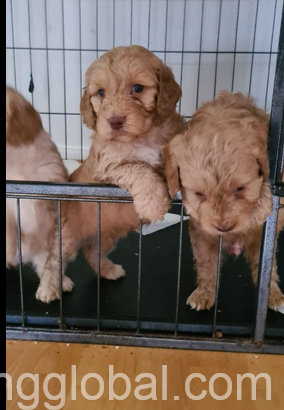 www.rentingglobal.com, renting, global, Liverpool Street Station, London EC2M 7QA, UK, Cockapoo Puppies