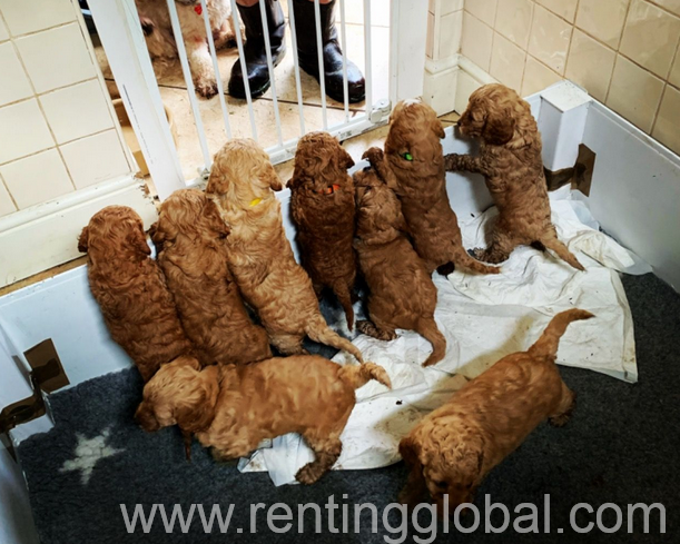 www.rentingglobal.com, renting, global, Los Angeles, CA, USA, 8 Beautiful Cockapoo Puppies For Sale
