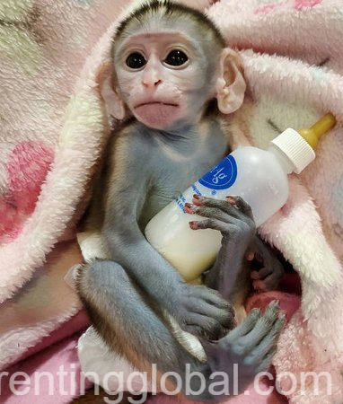 www.rentingglobal.com, renting, global, San Francisco, CA, USA, Male and female capuchin monkey for sale