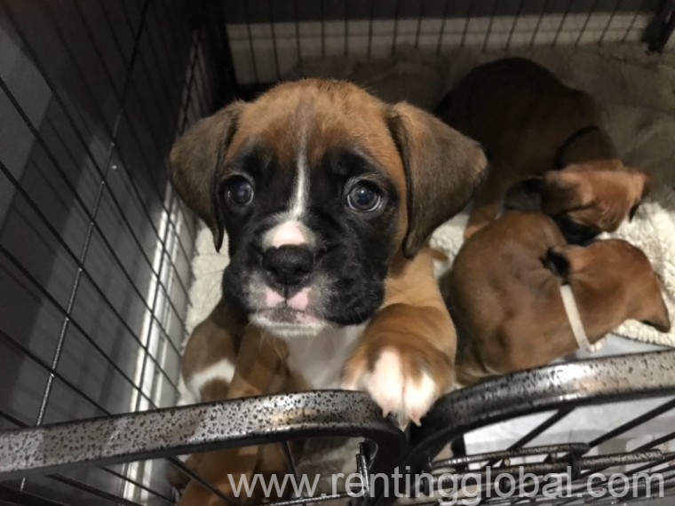 www.rentingglobal.com, renting, global, Texas City, TX, USA, boxer puppies for sale in texas, BOXER PUPPIES