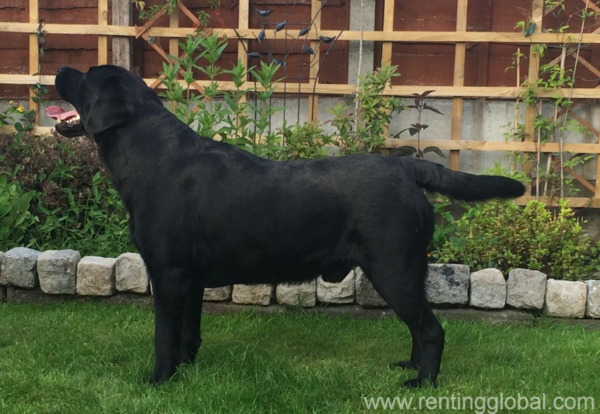www.rentingglobal.com, renting, global, New York, NY 10119, USA, stunning black labrador for stud in new york, Stunning Black Labrador For Stud